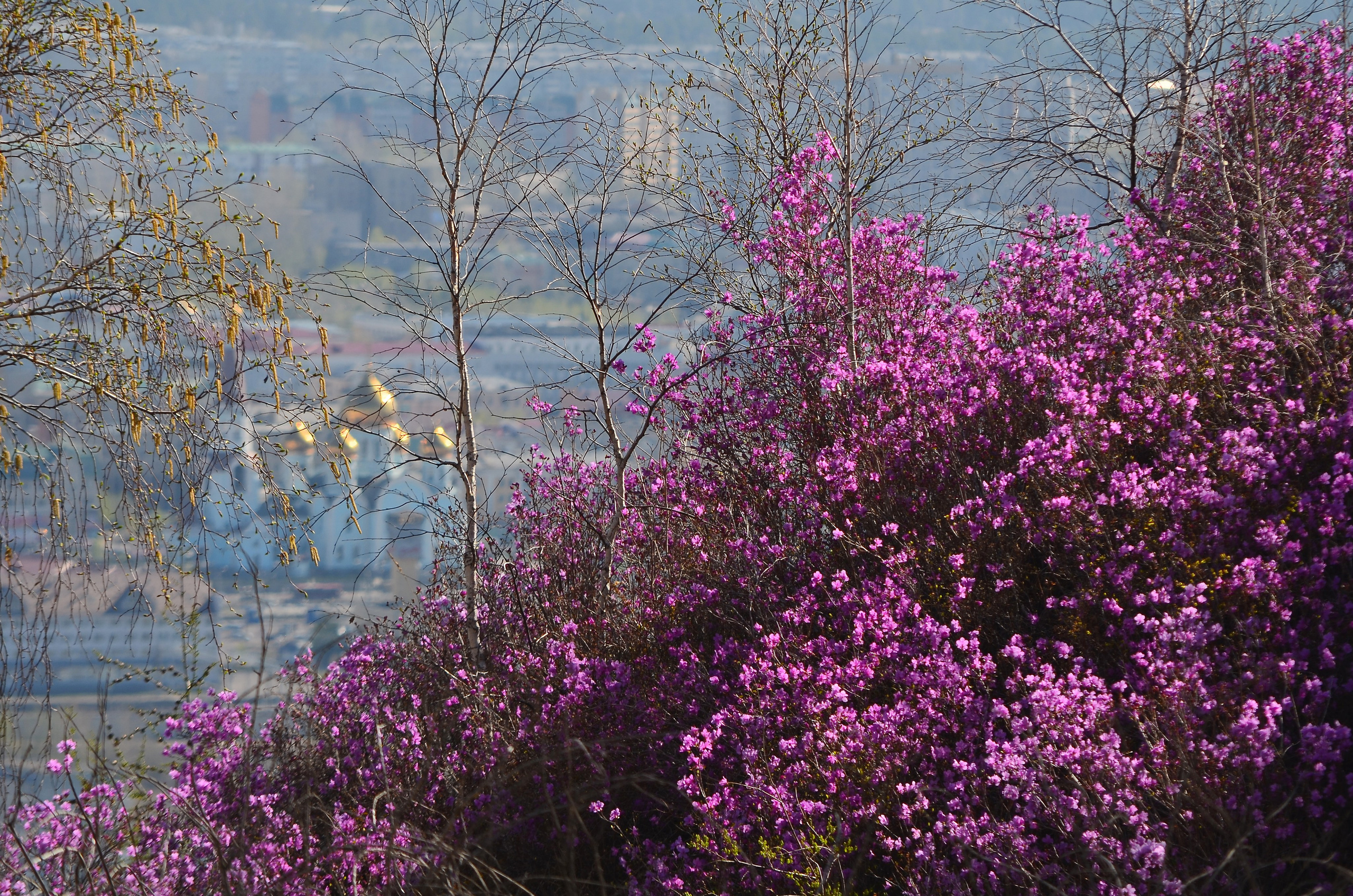 Разное. Репортажный фотограф г. Чита