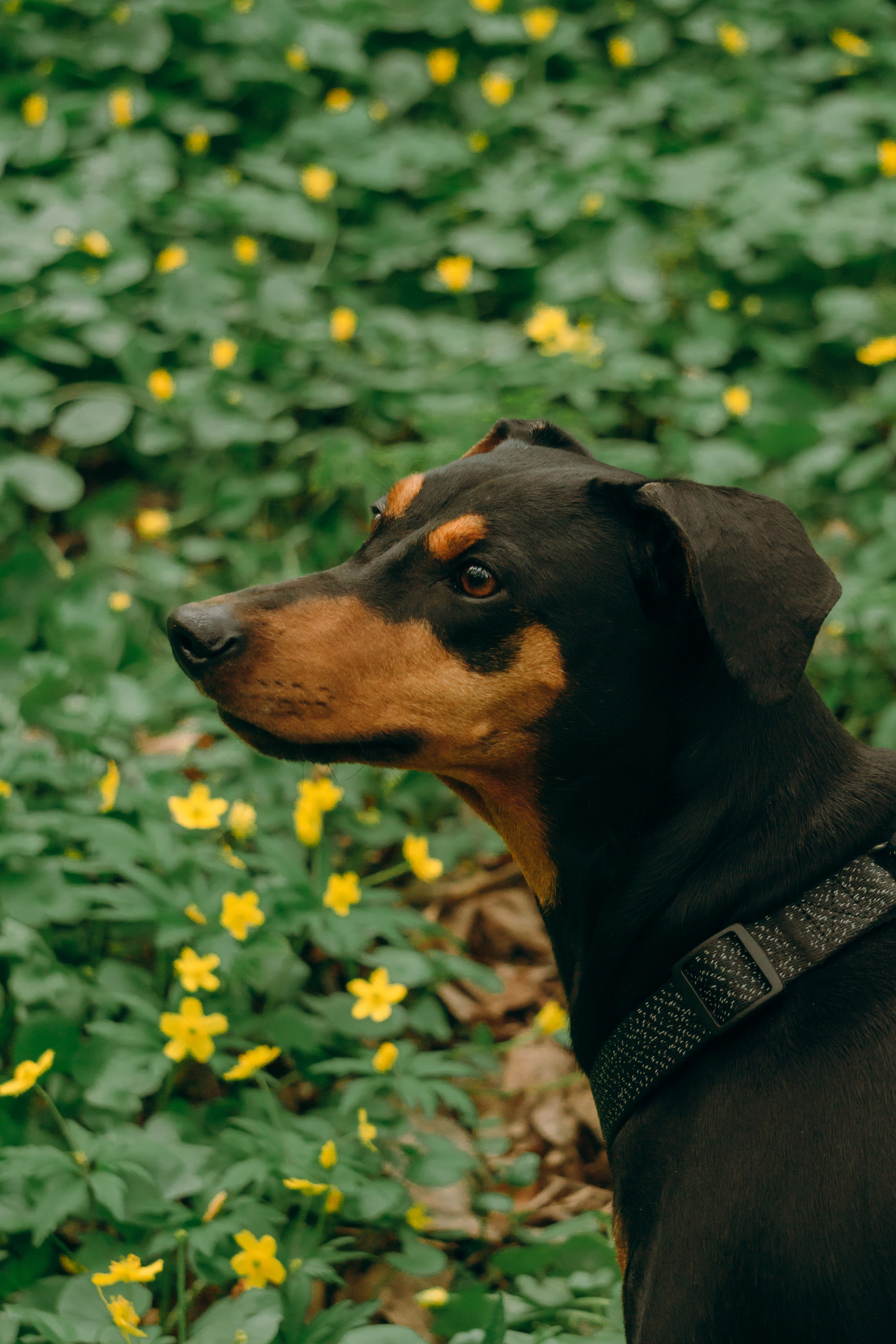 Кира, Максим и Аскара. Фотограф-анималист Ксения Воробьева, Москва