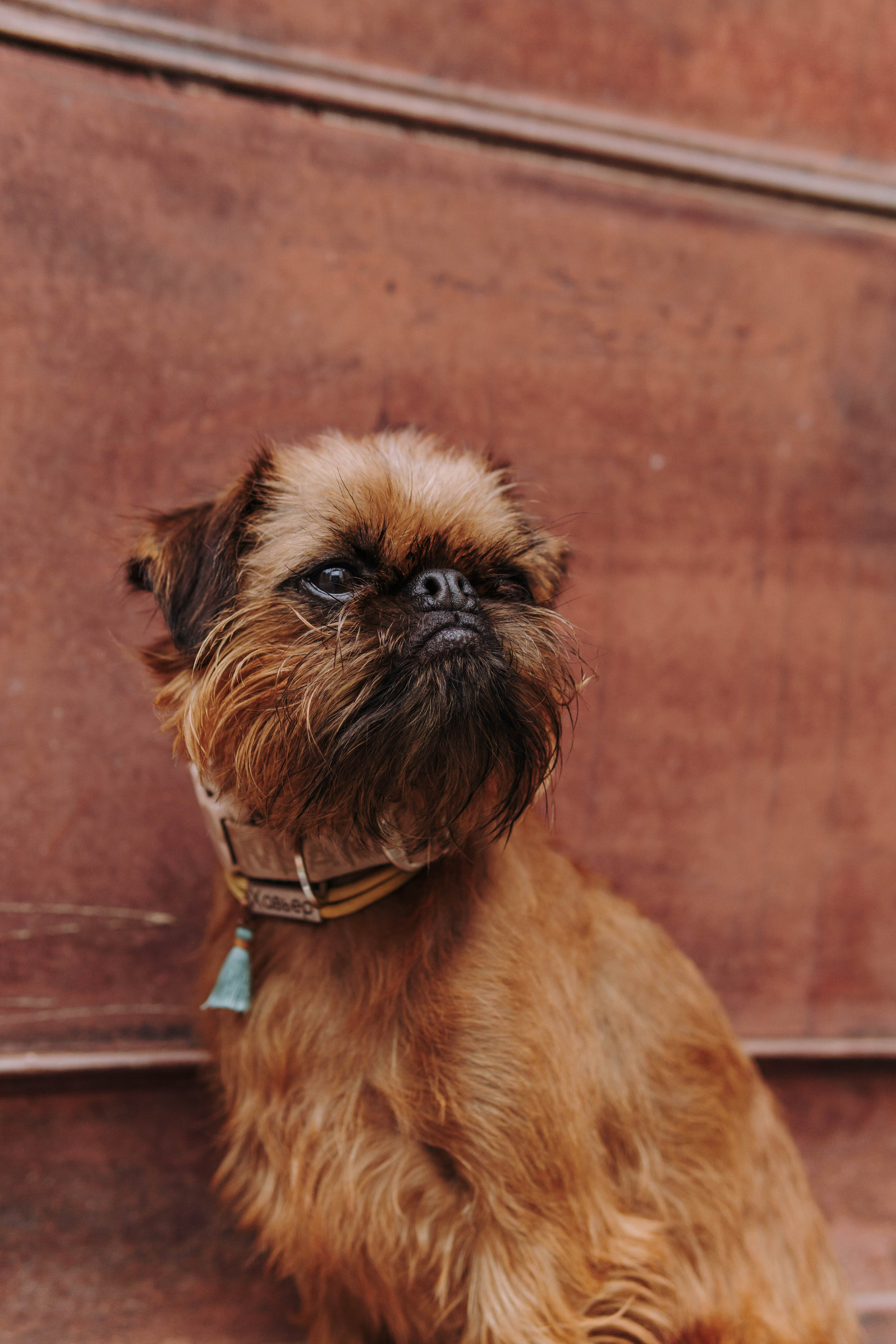 Наташа, Сережа и Хавьер. Фотограф-анималист Ксения Воробьева, Москва