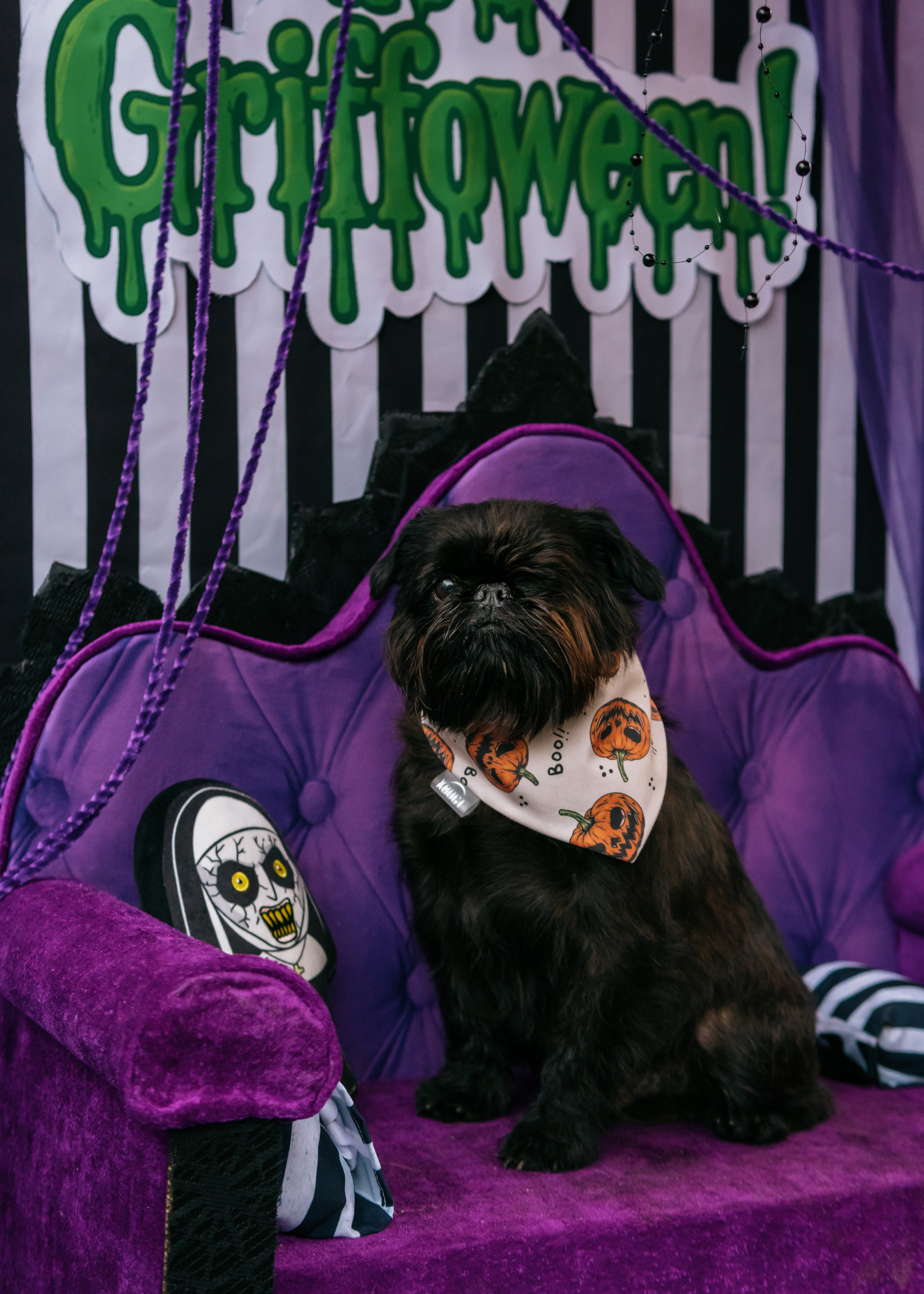 Тематическая встреча породников «Griffween». Фотограф-анималист Ксения Воробьева, Москва