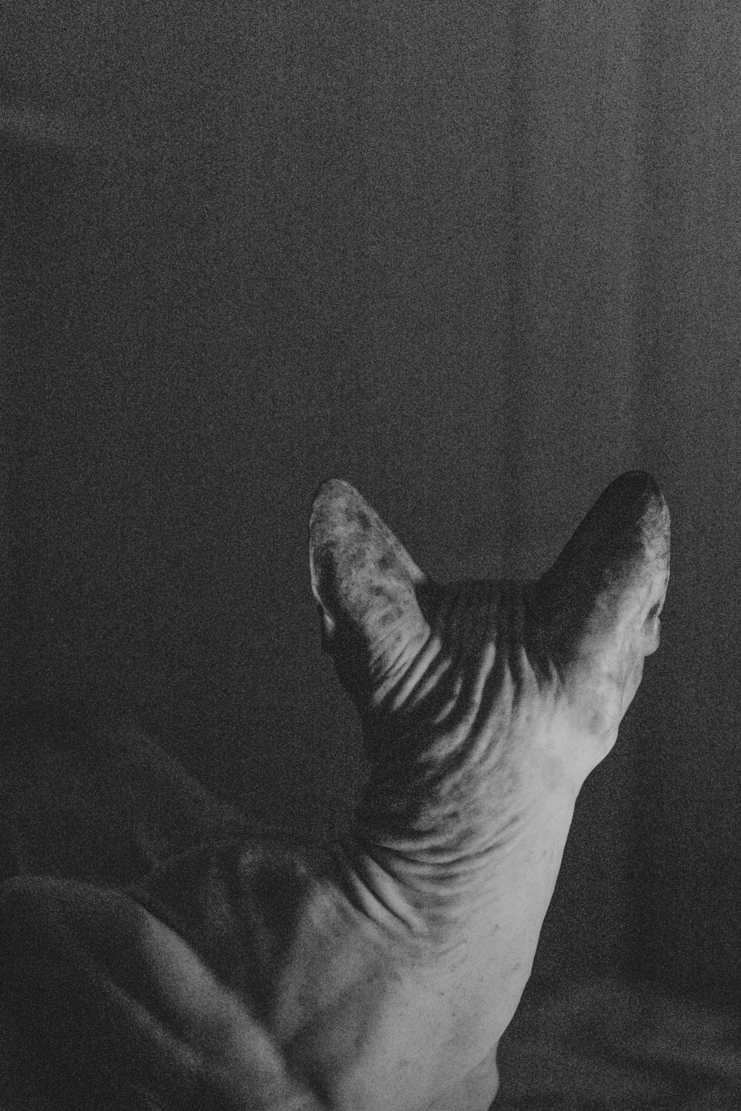 Бандит. Фотограф-анималист Ксения Воробьева, Москва