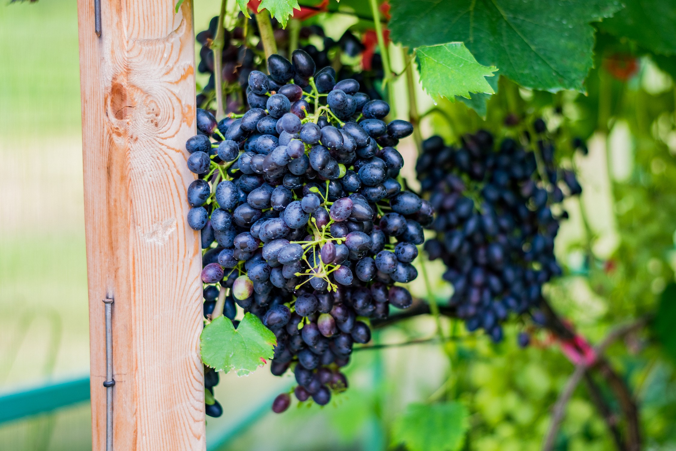 Антон Курдюмов фотограф в Хабаровске Рина Курдюмова фото27 foto27 Антон Дорофеев репортажный репортаж документалист Тони и Рина фотосоздатели Виноградники Хехцир 2024 Хабаровск виноград дикий фермер фермерство дачный сезон