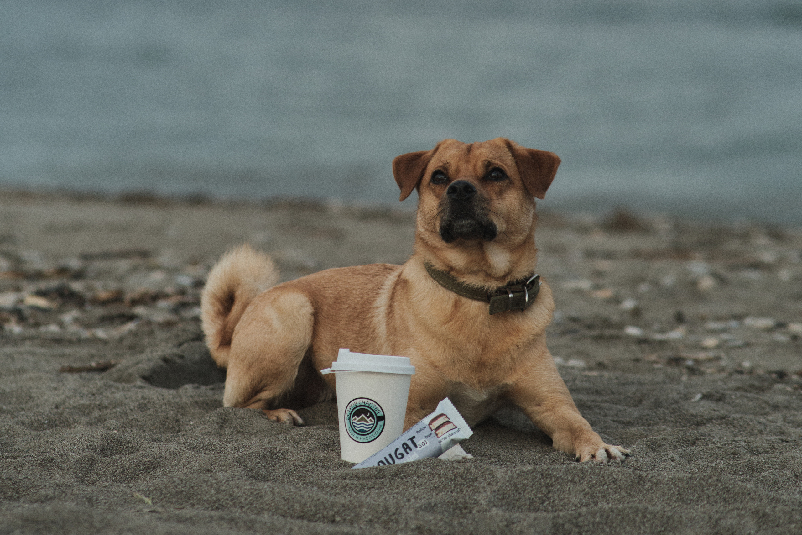 Кофейня «Остров Счастья»