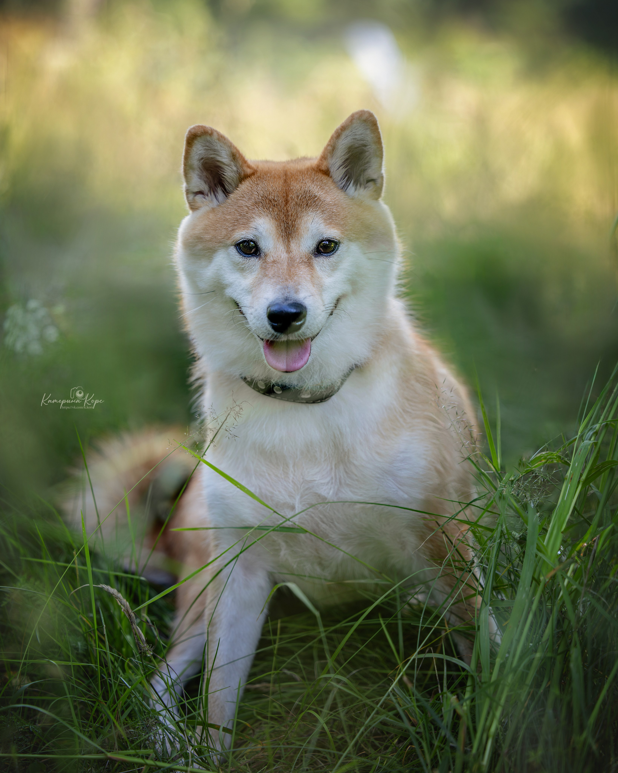 Фотопрогулка Анна и Мейзи. Фотограф-анималист Катерина Корс