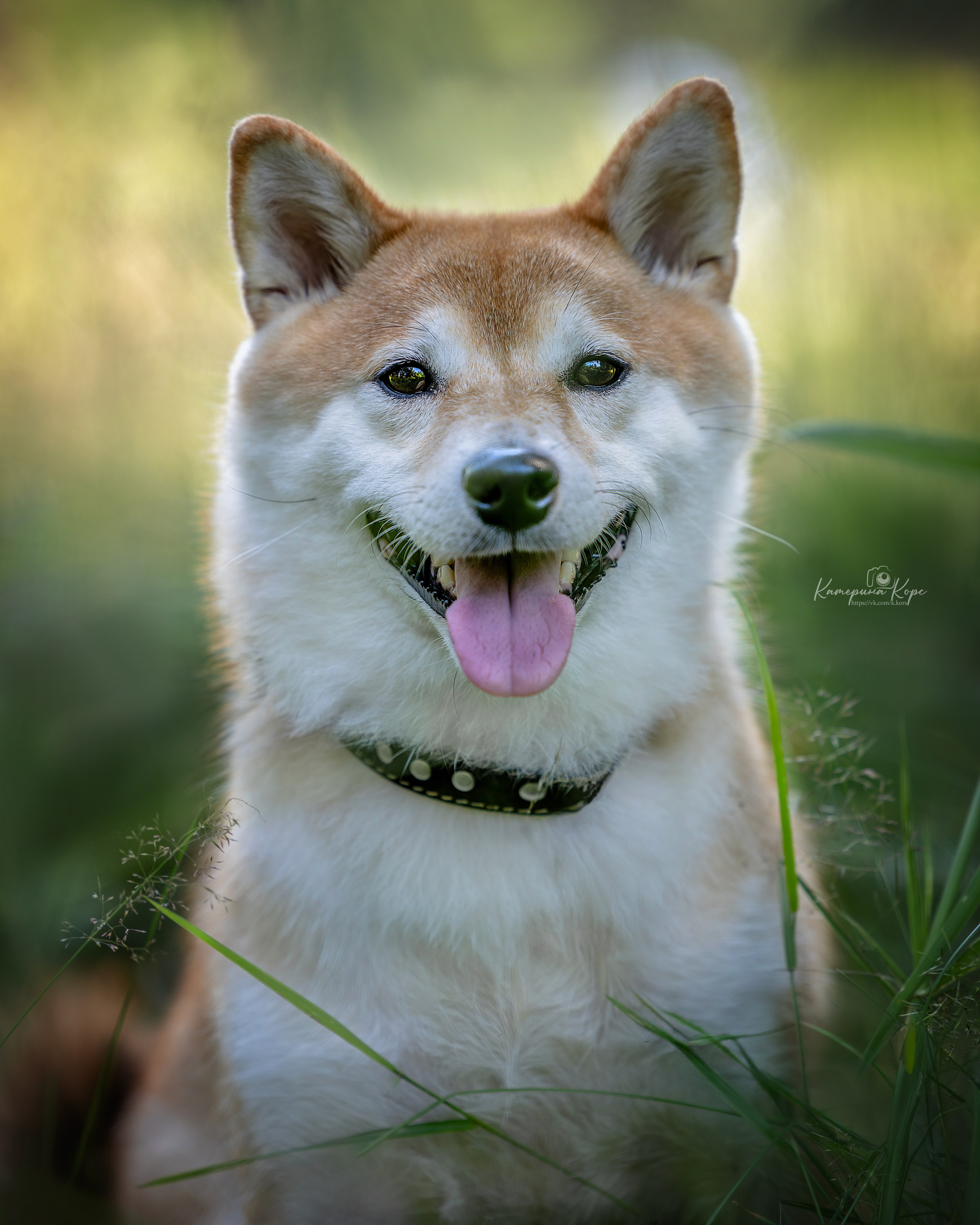 Фотопрогулка Анна и Мейзи. Фотограф-анималист Катерина Корс