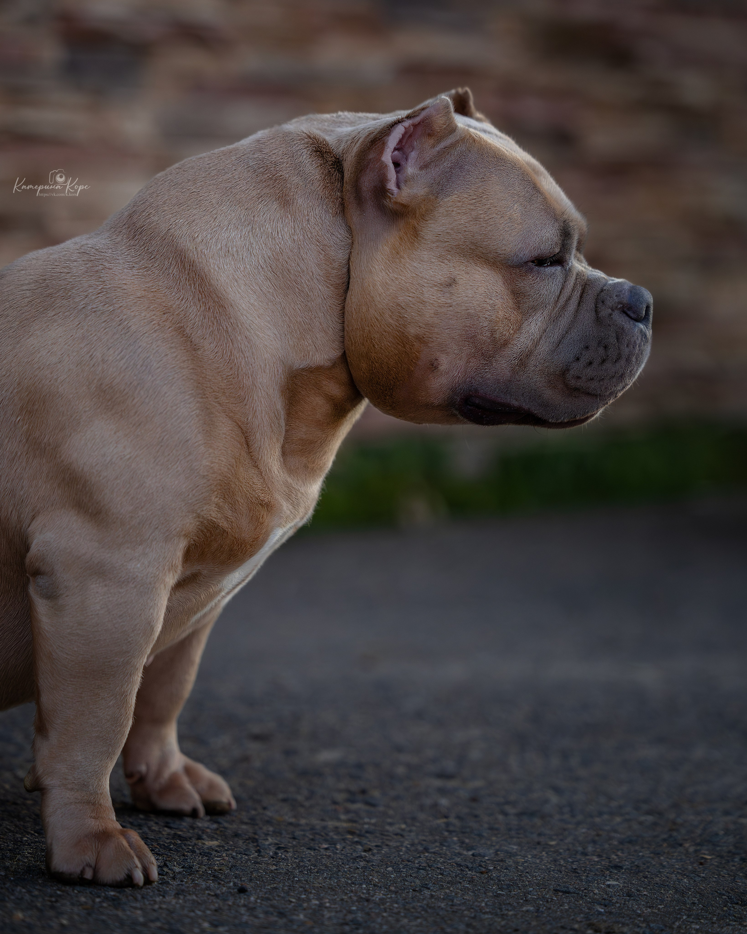 Gr Ch American Dream Come True aka Honey. Фотограф-анималист Катерина Корс