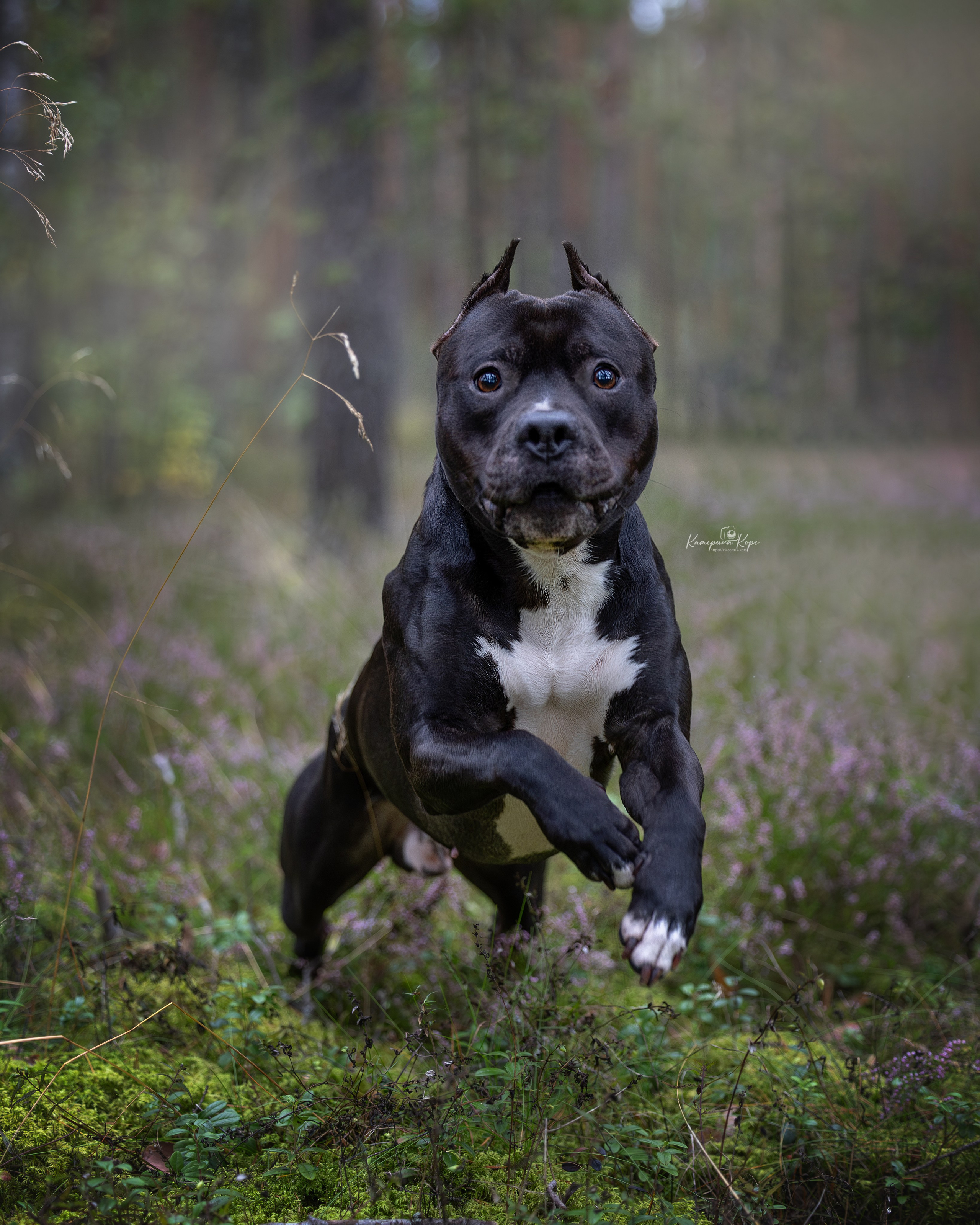 Eol Dark Rage. Фотограф-анималист Катерина Корс