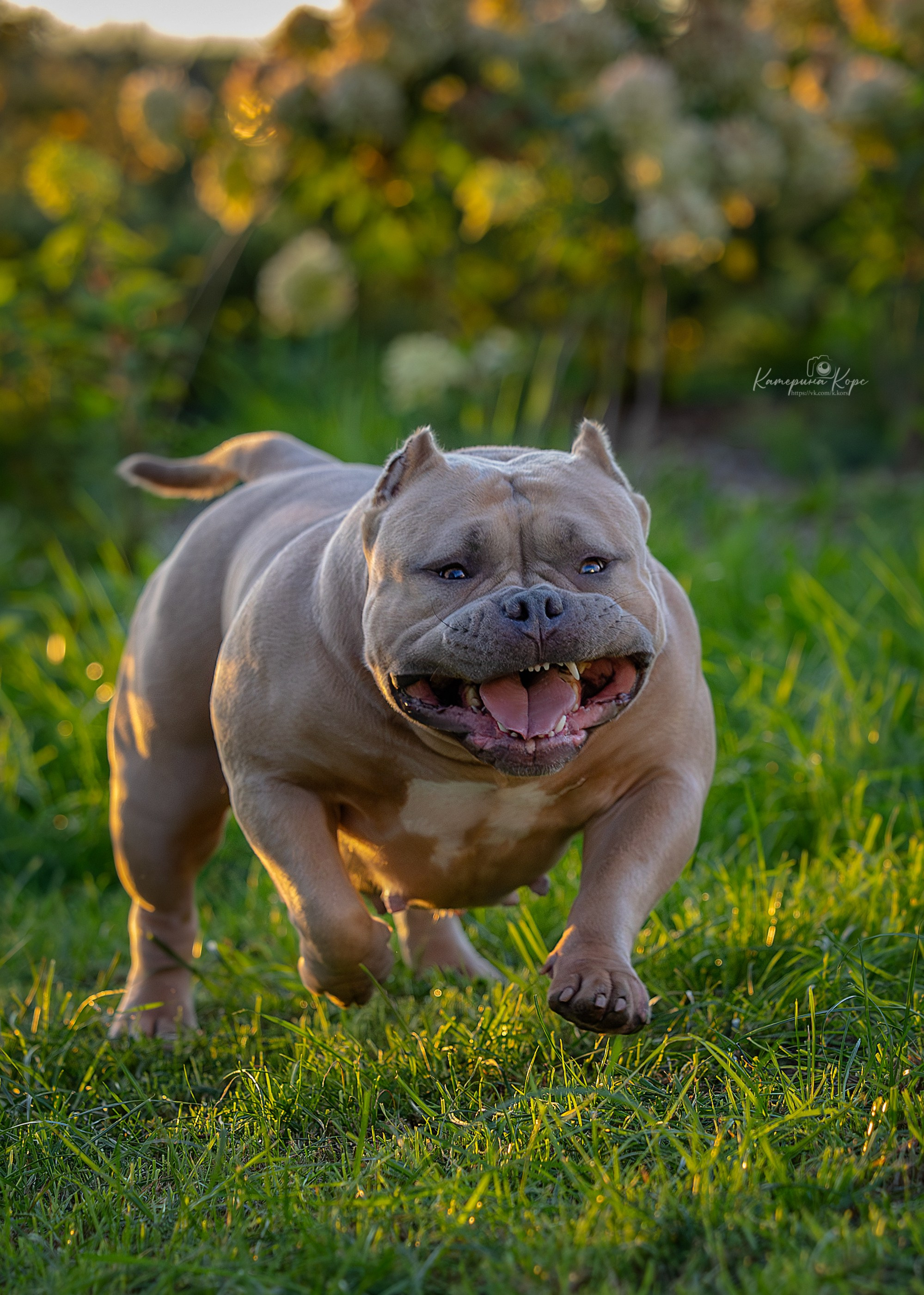 Gr Ch American Dream Come True aka Honey. Фотограф-анималист Катерина Корс