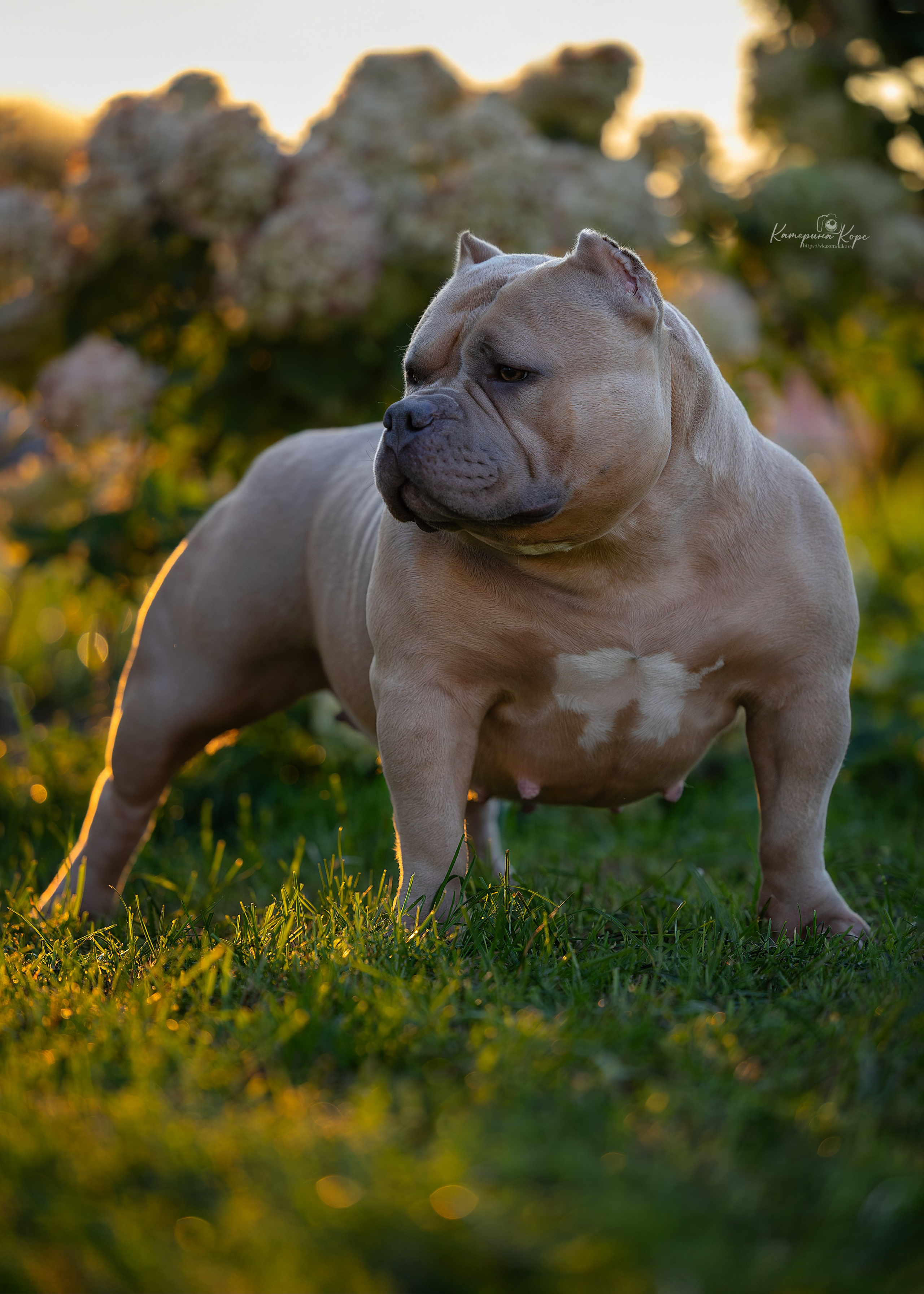 Gr Ch American Dream Come True aka Honey. Фотограф-анималист Катерина Корс