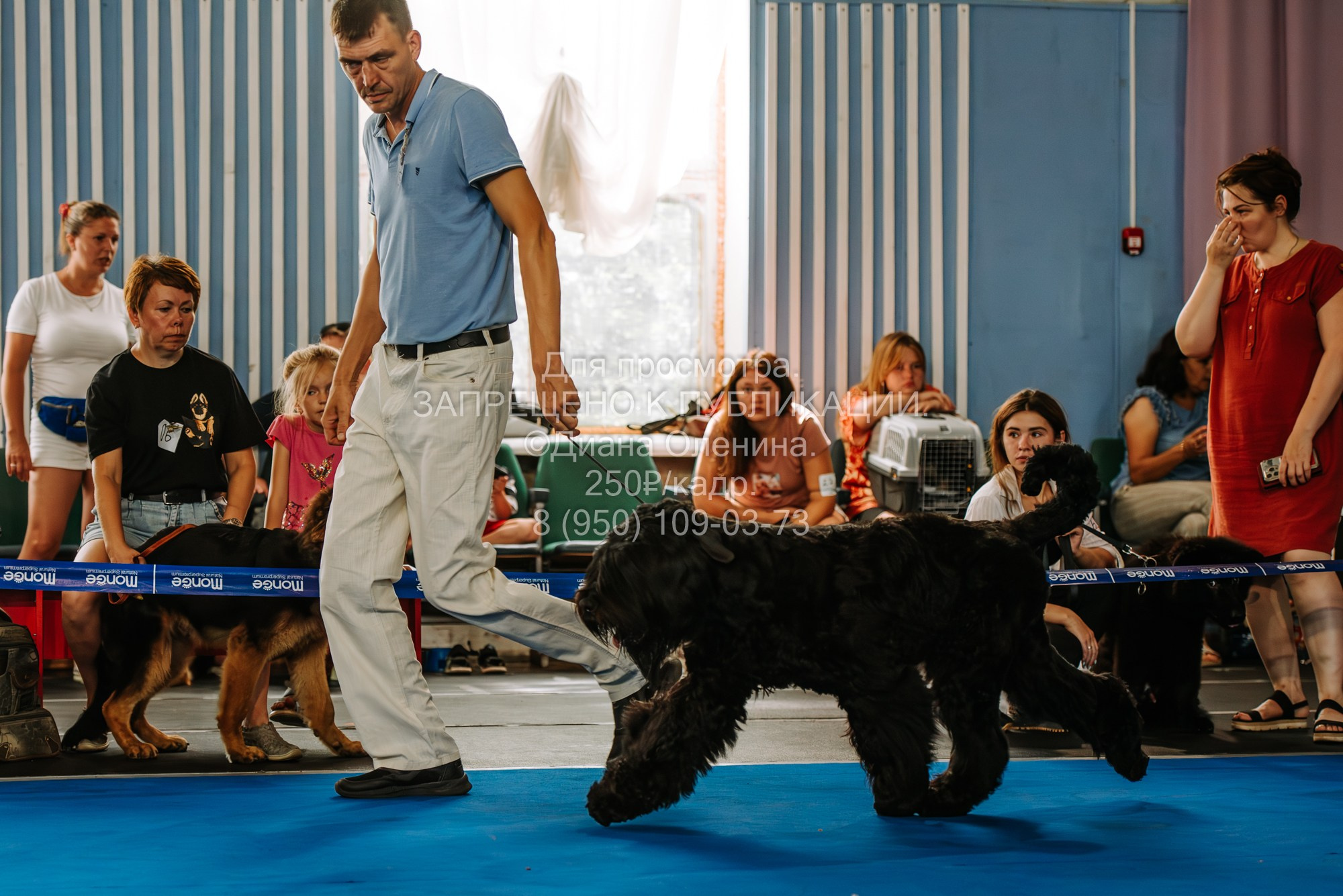 Национальная выставка собак всех пород ранга САС-IKU «Кубок Красноярск. Фотограф Диана Оленина Красноярск / Братск