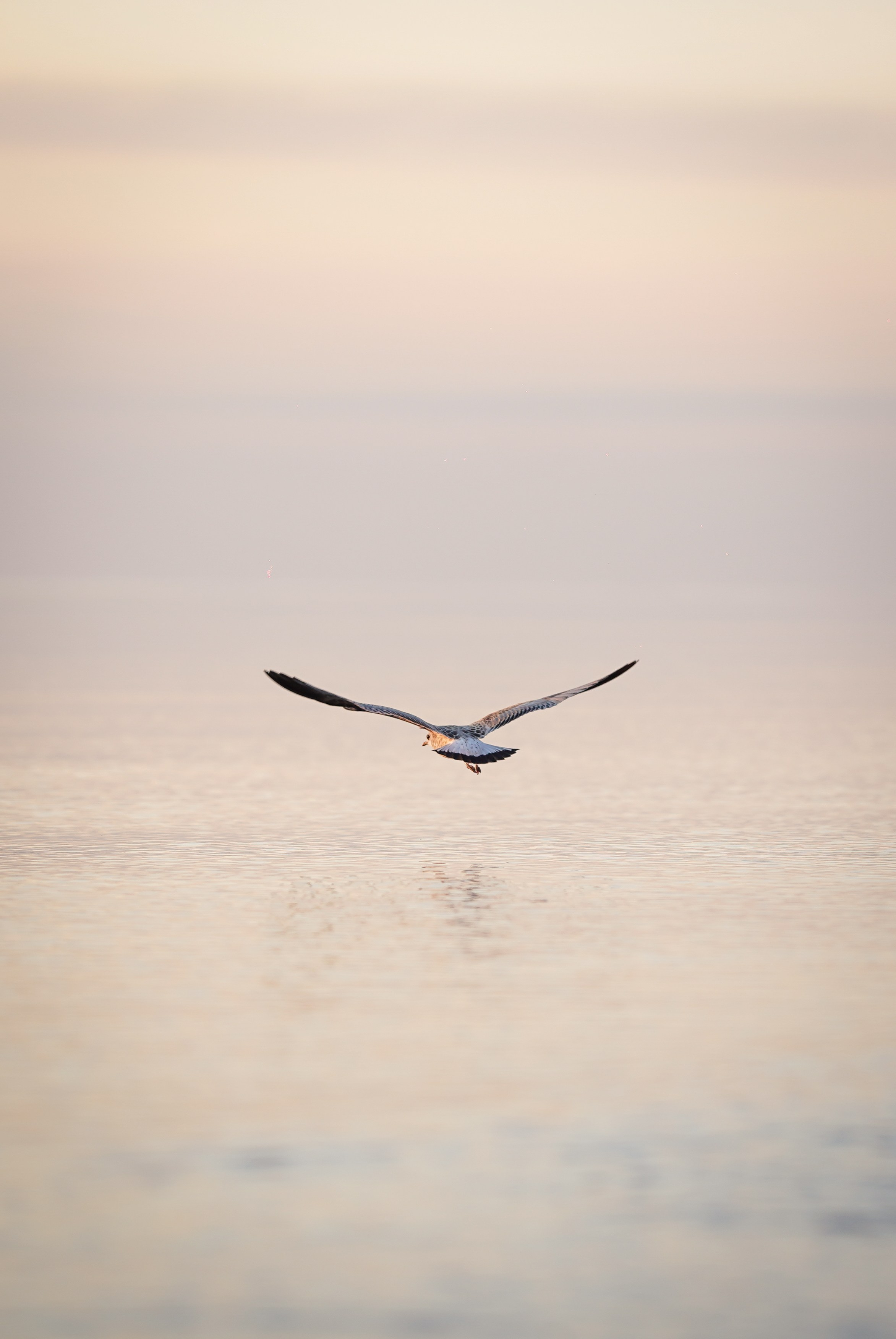 Таня и Оливер. Фотограф-анималист в Санкт-Петербурге Яна Мартынова