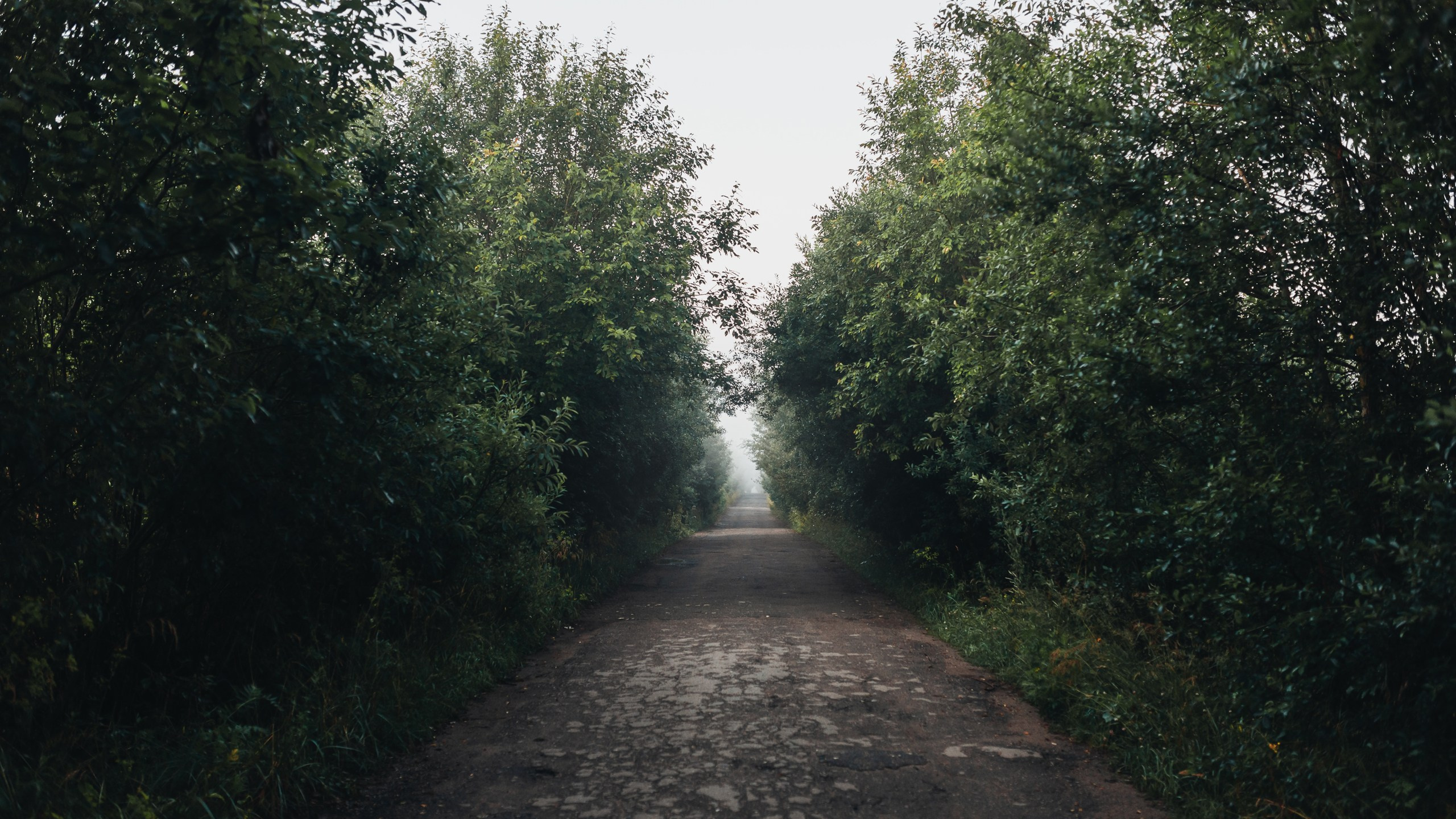 Туманное утро. Komonev