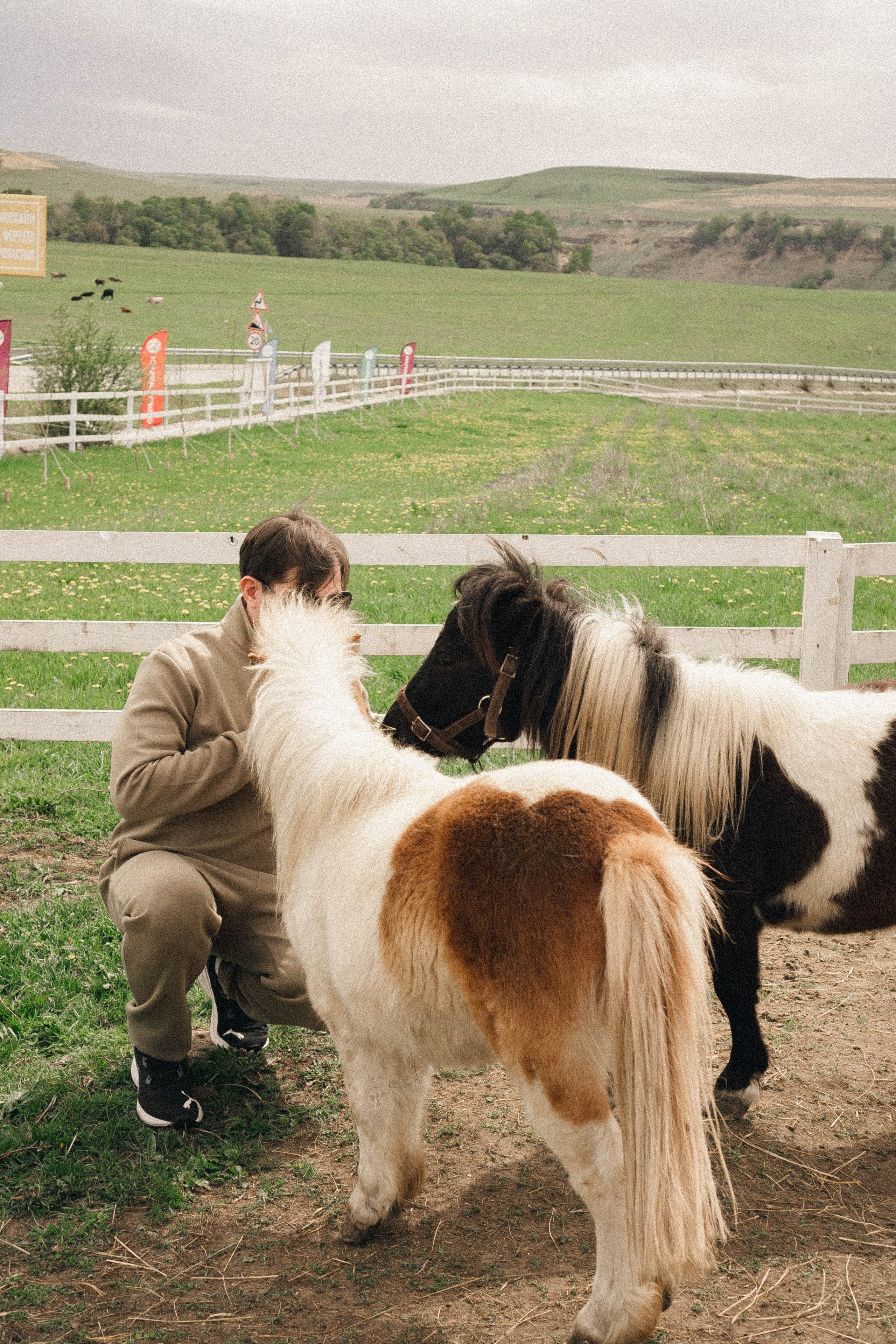 Ферма Альпак. Профессиональный фотограф, Санкт-Петербург — Виктория Богомолова