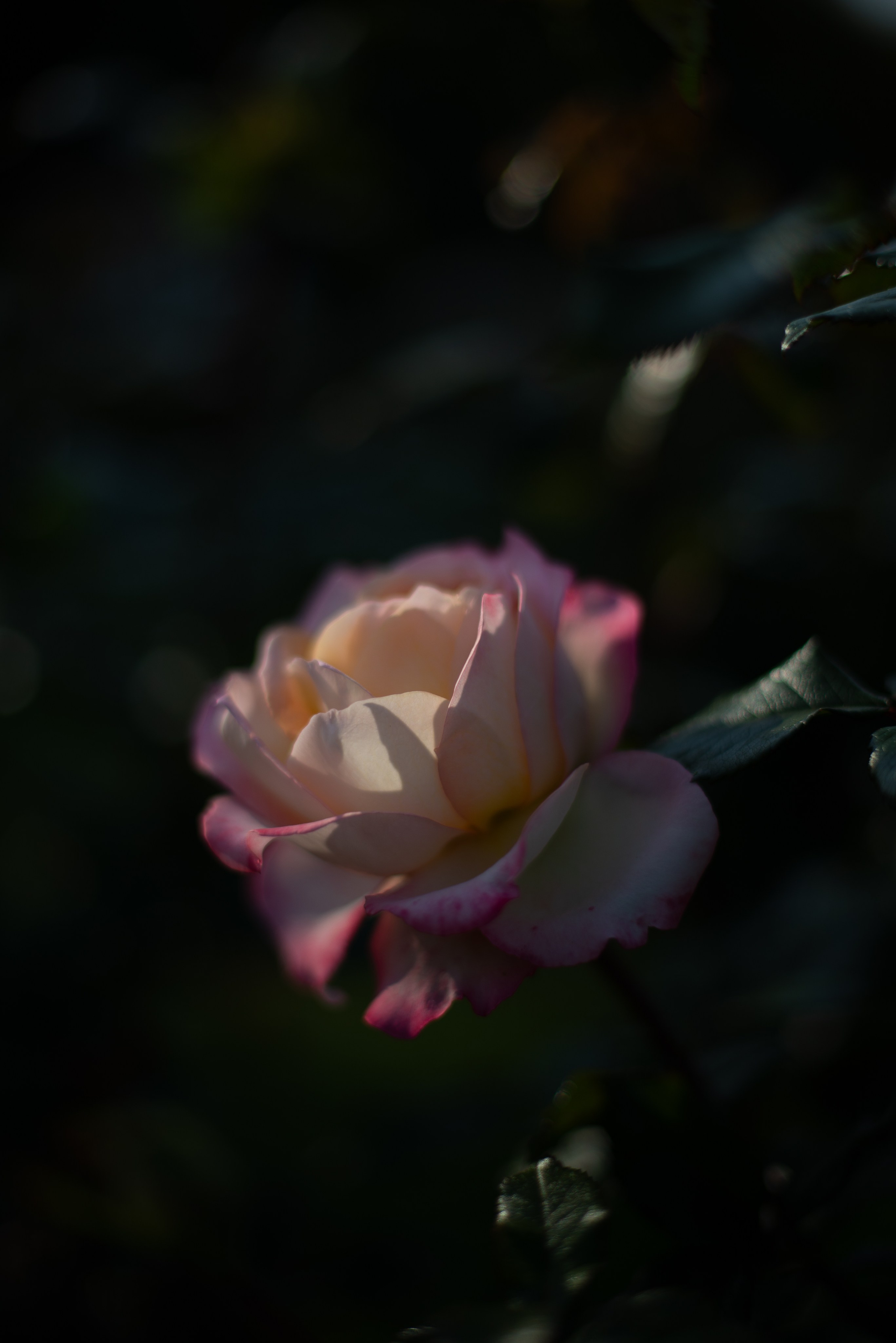 Цветы сада МГУ. Victoria Radjevna Репортажный Фотограф — Видеограф Москва • Санкт-Петербург