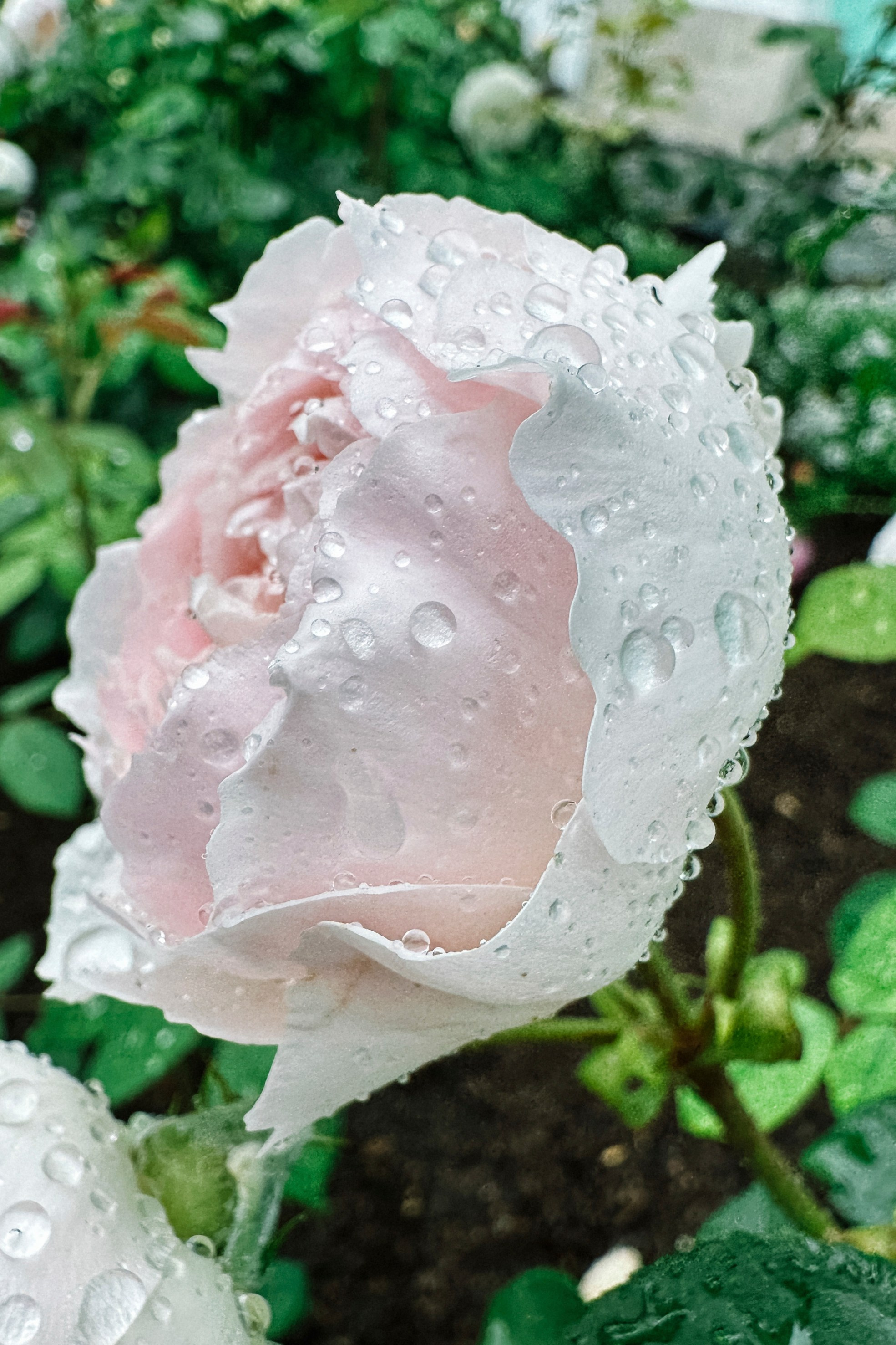 Природа. Команда фотографов Кристины Ивановой