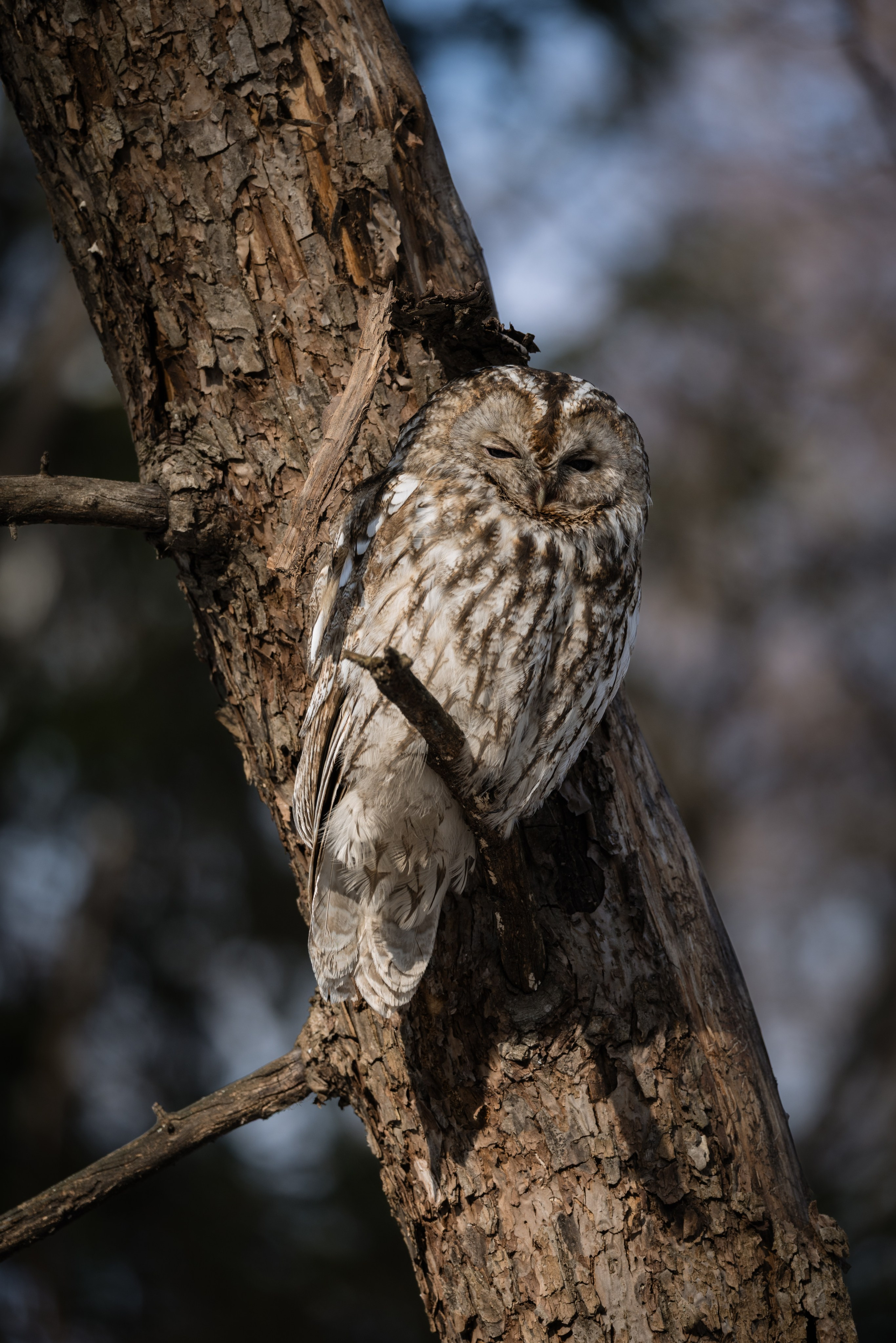 Voronezh 2026. Anton Chernov | Wildlife photographer