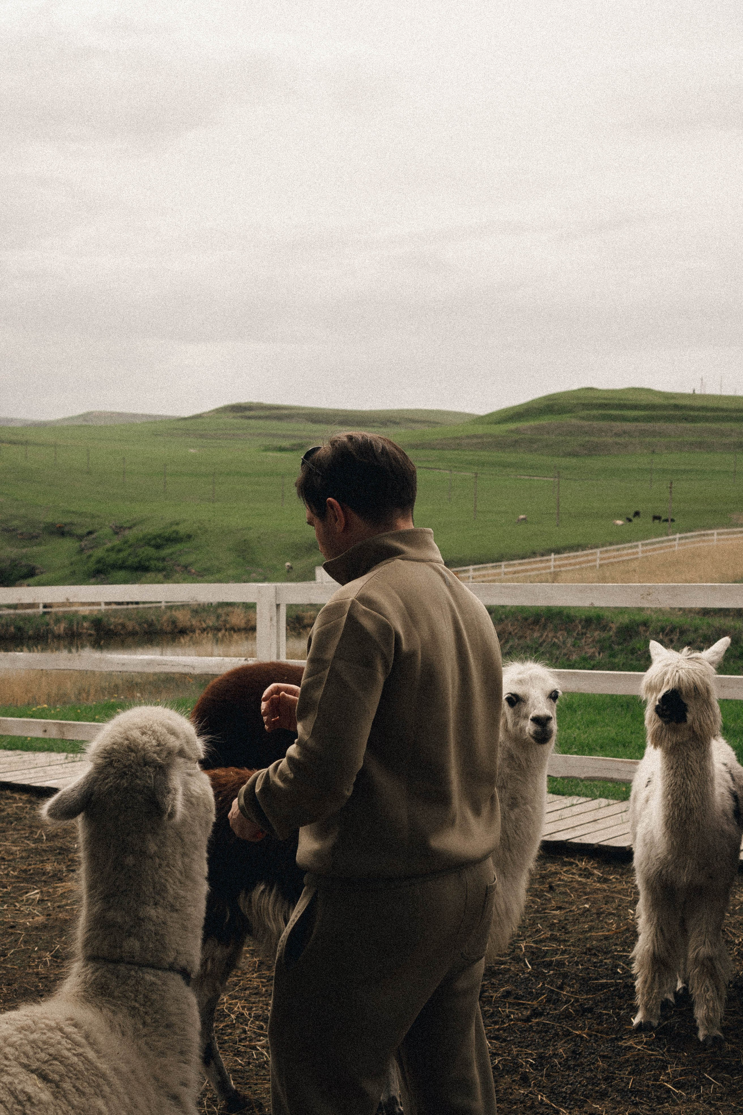 Ферма Альпак. Профессиональный фотограф, Санкт-Петербург — Виктория Богомолова