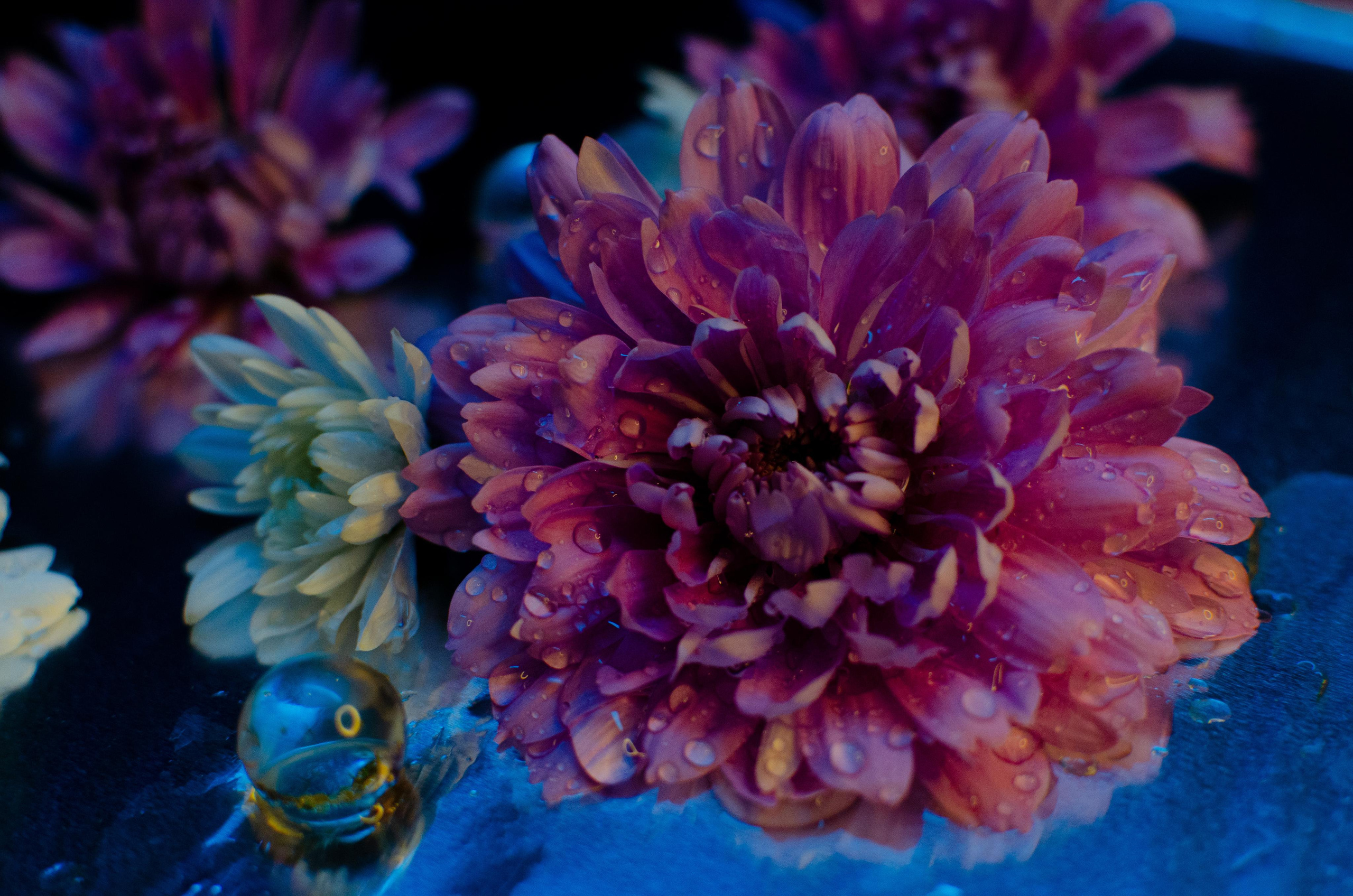 Цветы. Портретный фотограф в Санкт-Петербурге Аласкарова Алессия