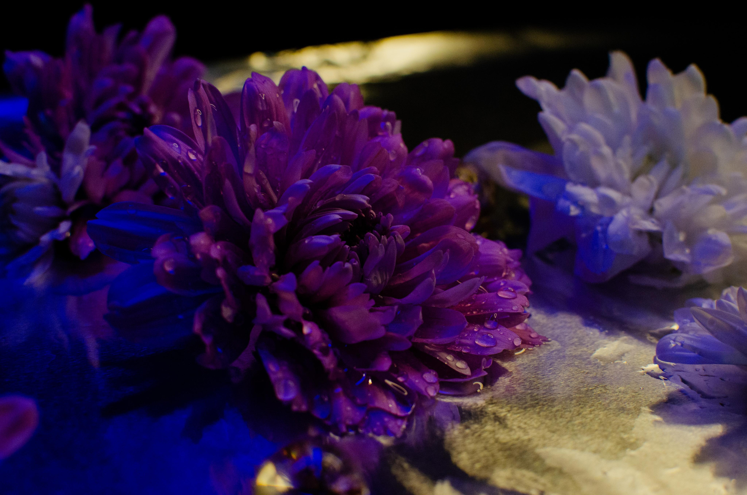 Цветы. Портретный фотограф в Санкт-Петербурге Аласкарова Алессия