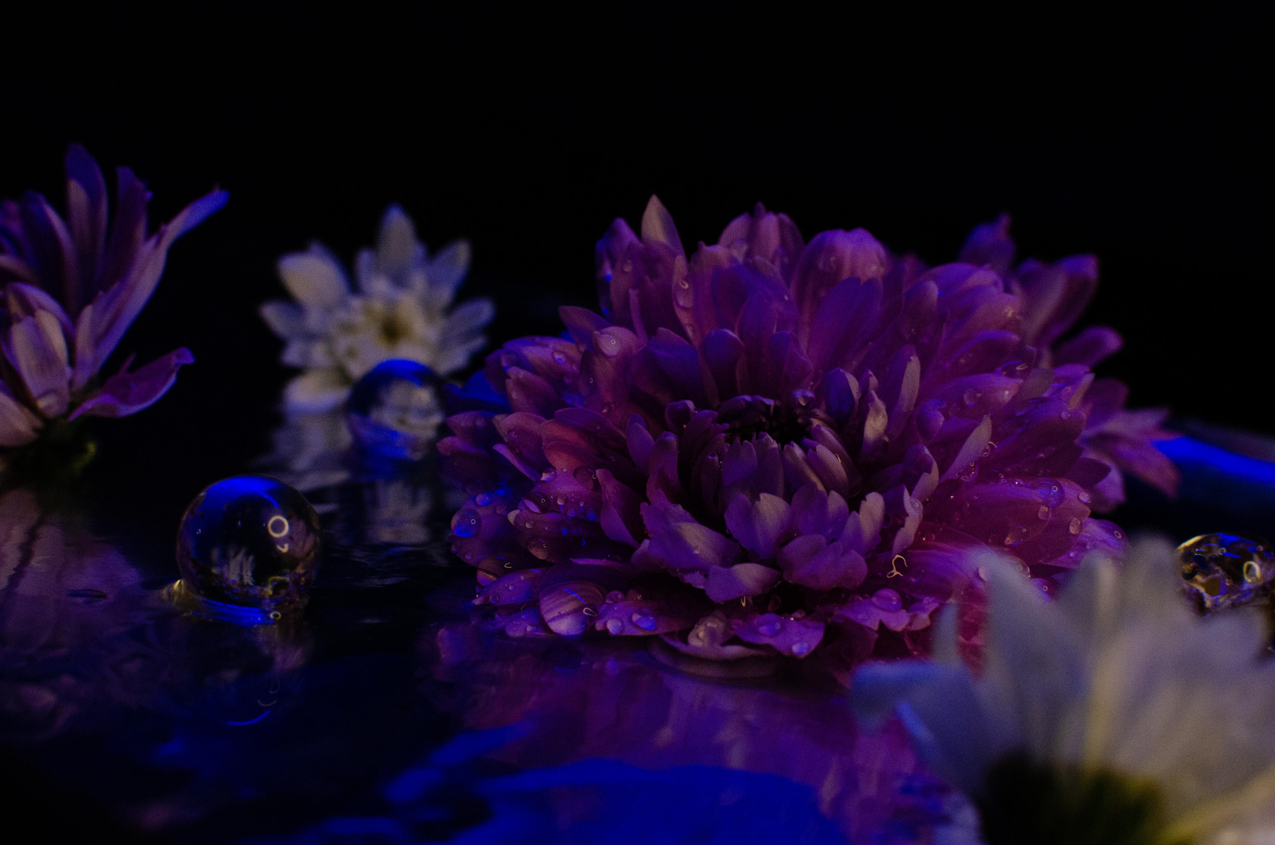 Цветы. Портретный фотограф в Санкт-Петербурге Аласкарова Алессия