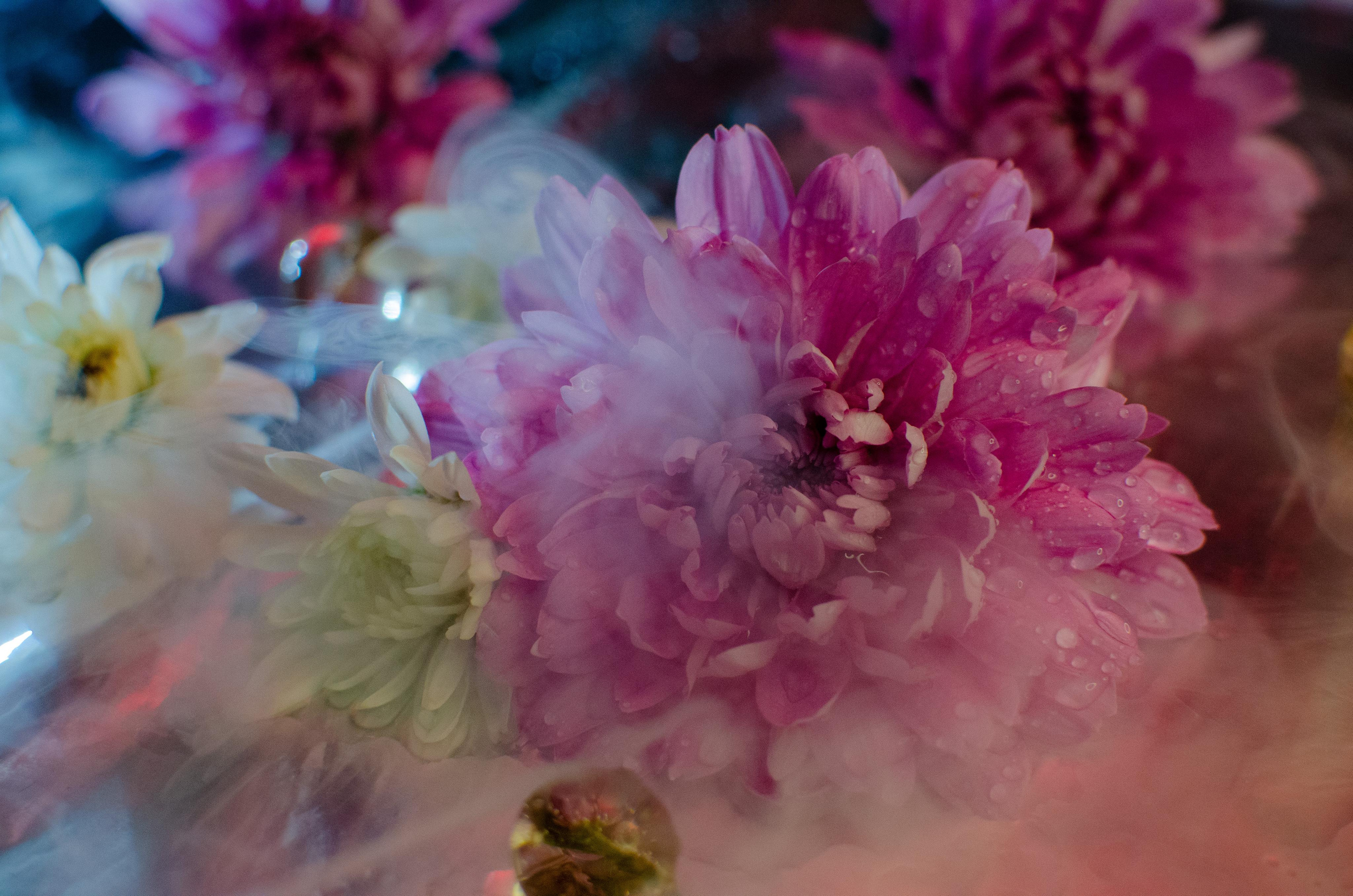 Цветы. Портретный фотограф в Санкт-Петербурге Аласкарова Алессия