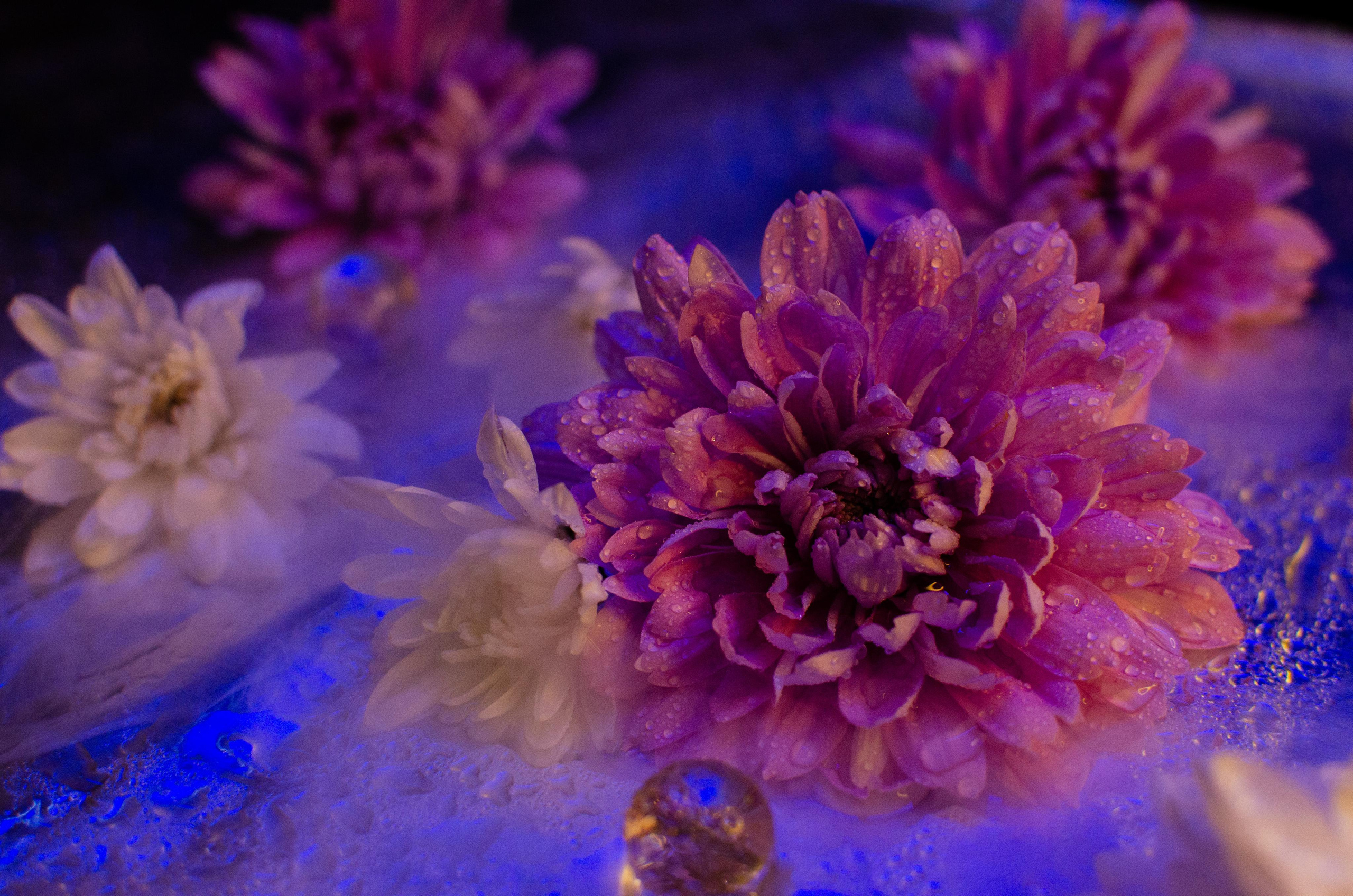 Цветы. Портретный фотограф в Санкт-Петербурге Аласкарова Алессия