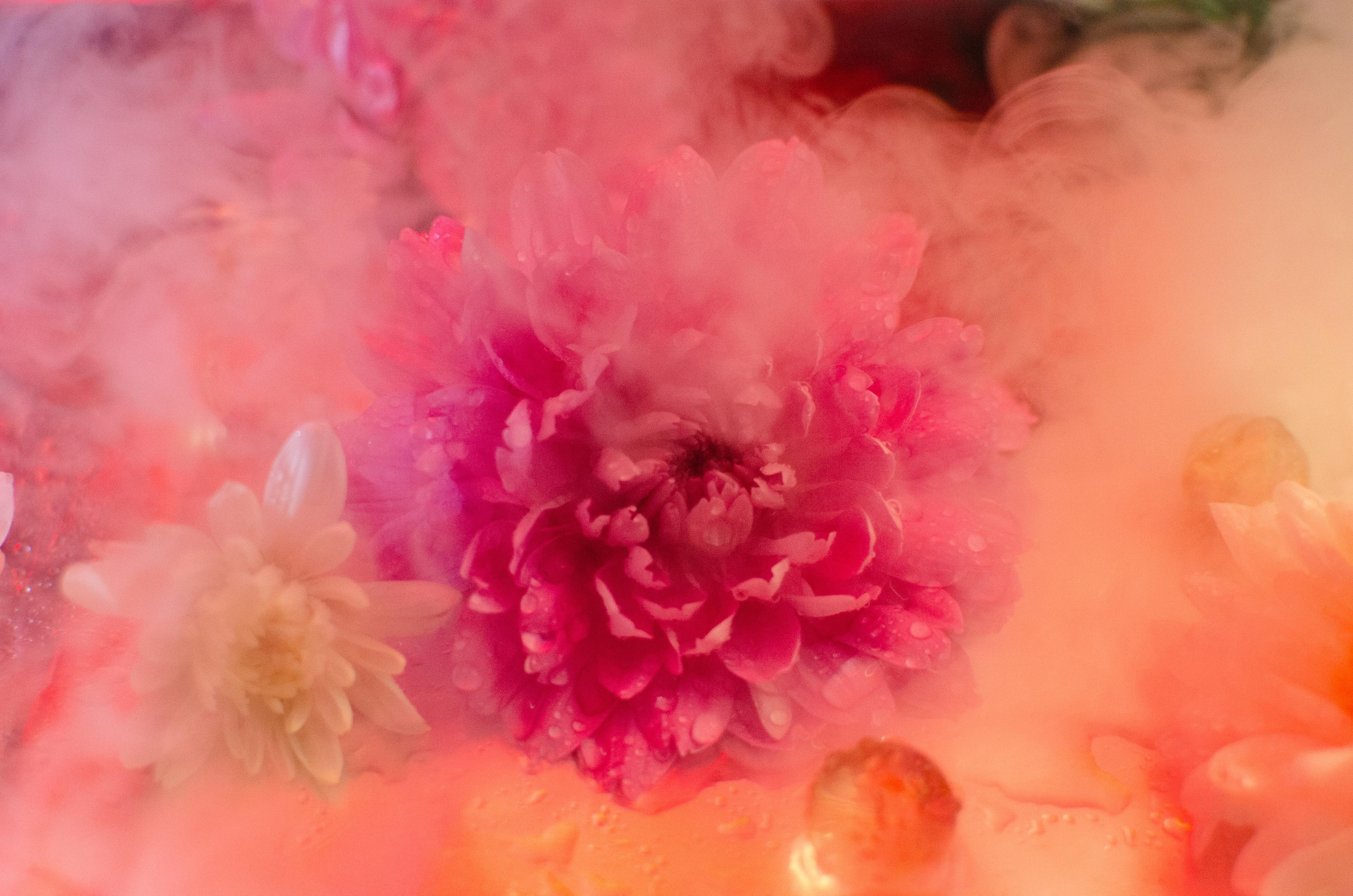 Цветы. Портретный фотограф в Санкт-Петербурге Аласкарова Алессия