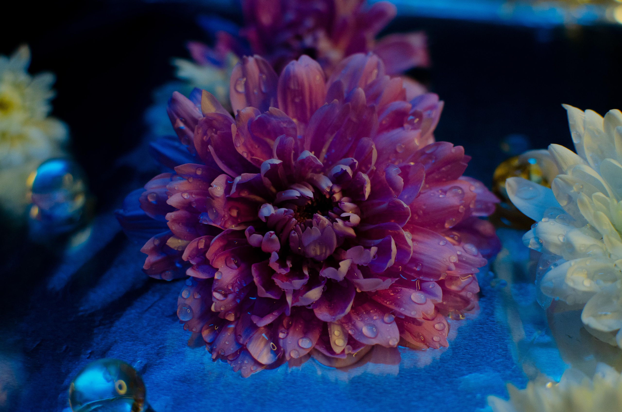 Цветы. Портретный фотограф в Санкт-Петербурге Аласкарова Алессия