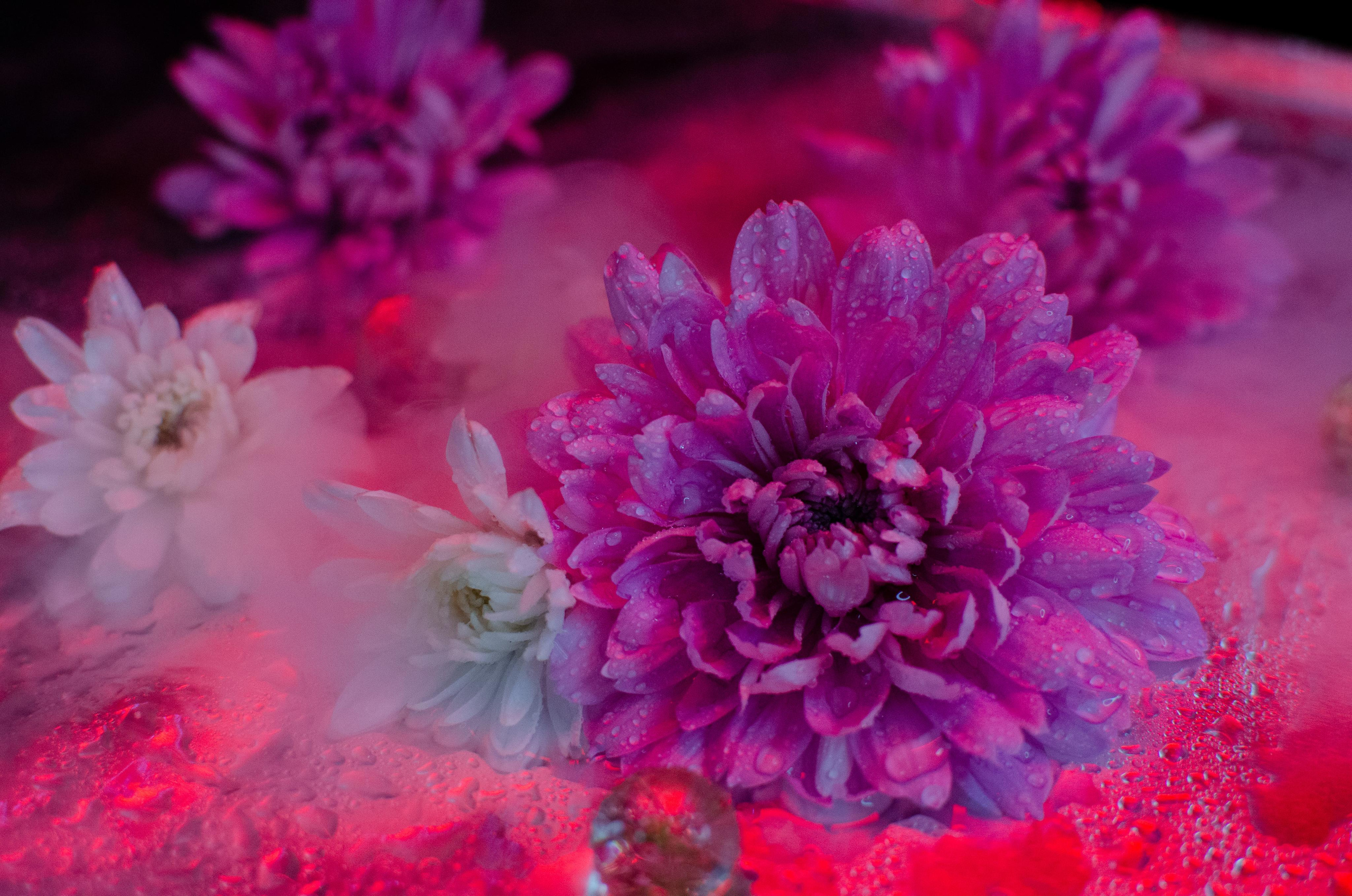 Цветы. Портретный фотограф в Санкт-Петербурге Аласкарова Алессия