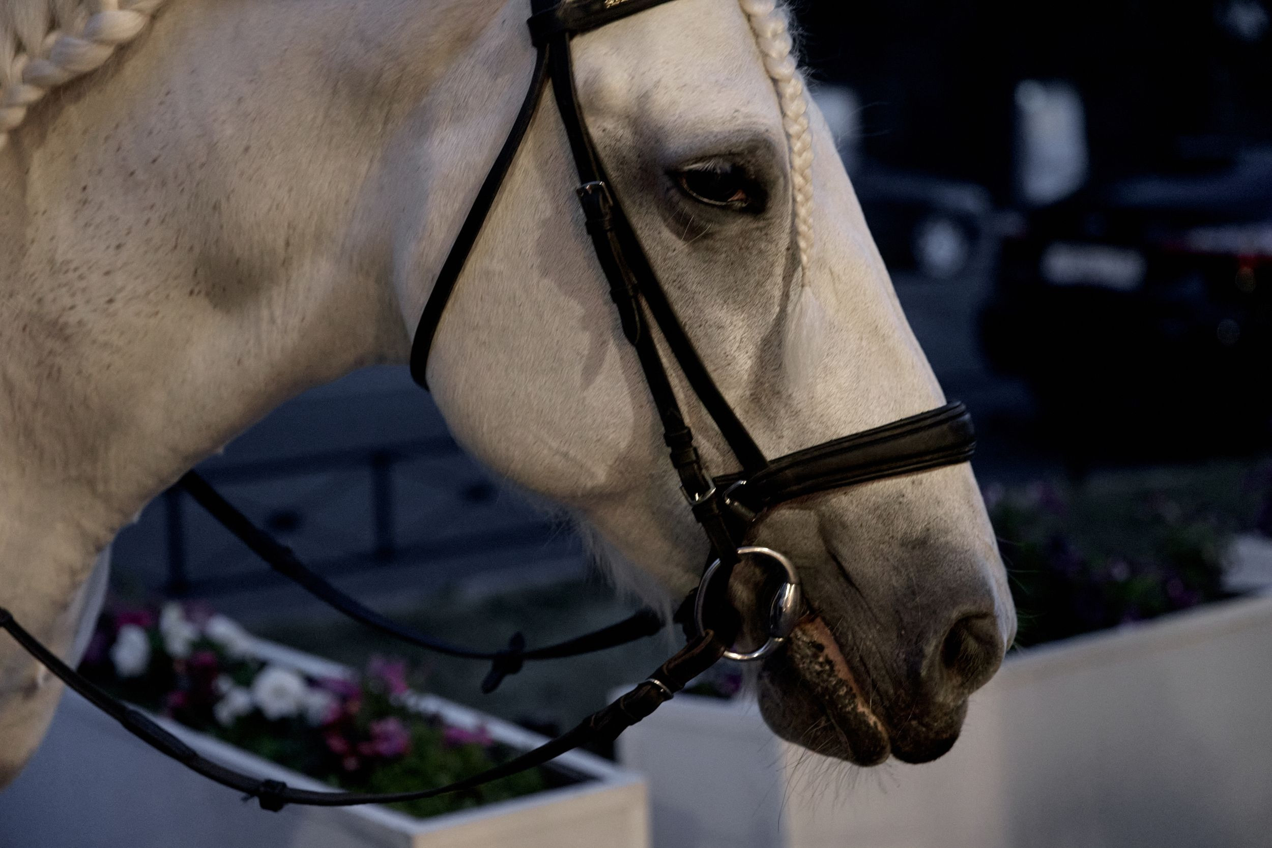 Y&E. Свадебный фотограф СПБ Михаил Песиков
