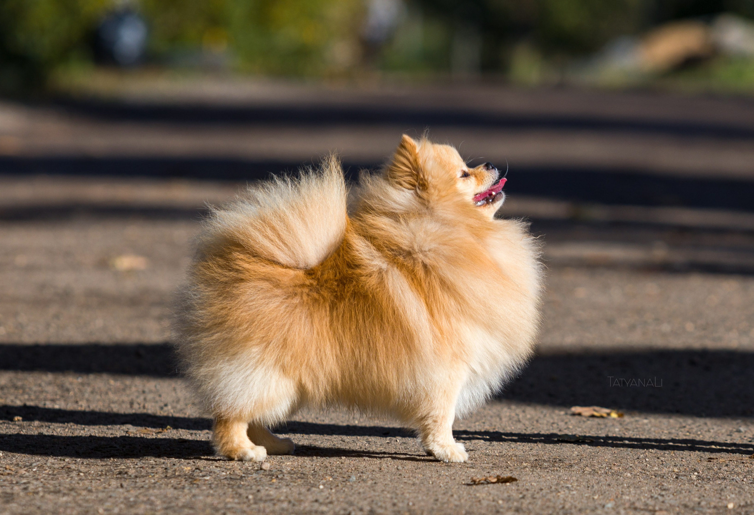 Немецкий шпиц миниатюрный. Фотограф — анималист Татьяна Ли