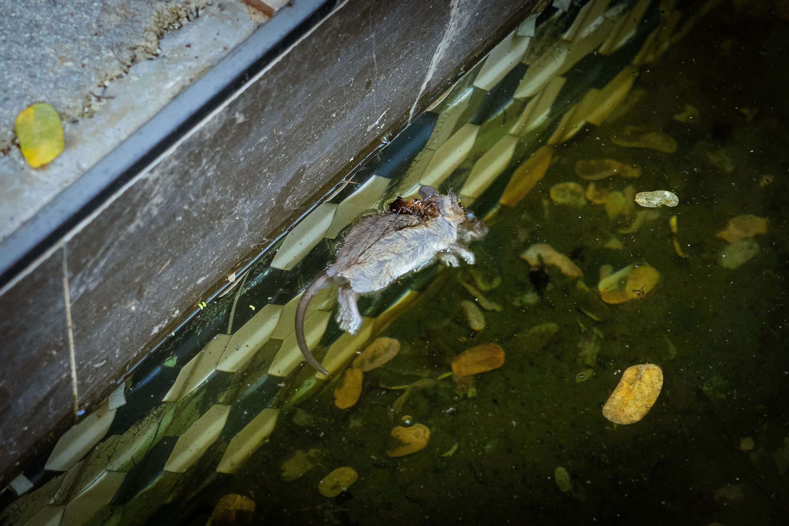 Таиланд (зима 2025). Фотограф Виноградов Константин