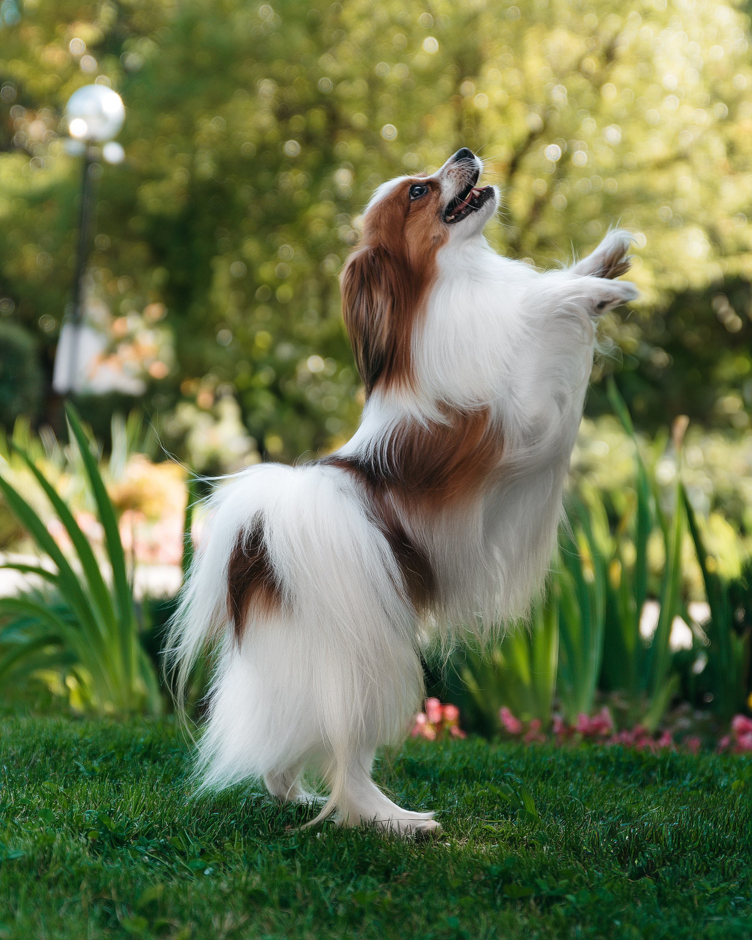 Животные. Фотограф Сочи-Краснодар