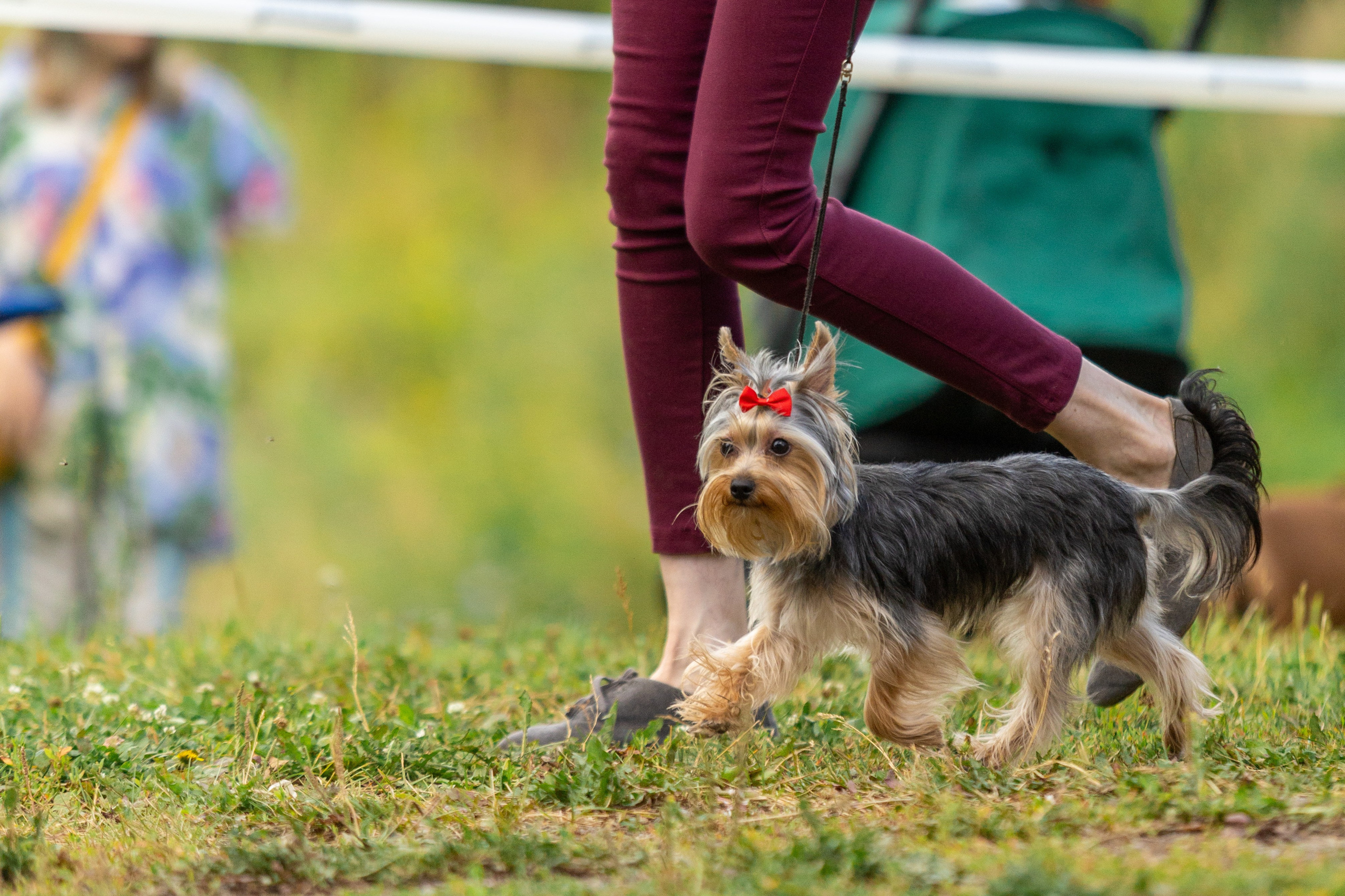 Собаки. Фотограф Яна Матвеева в Ижевске