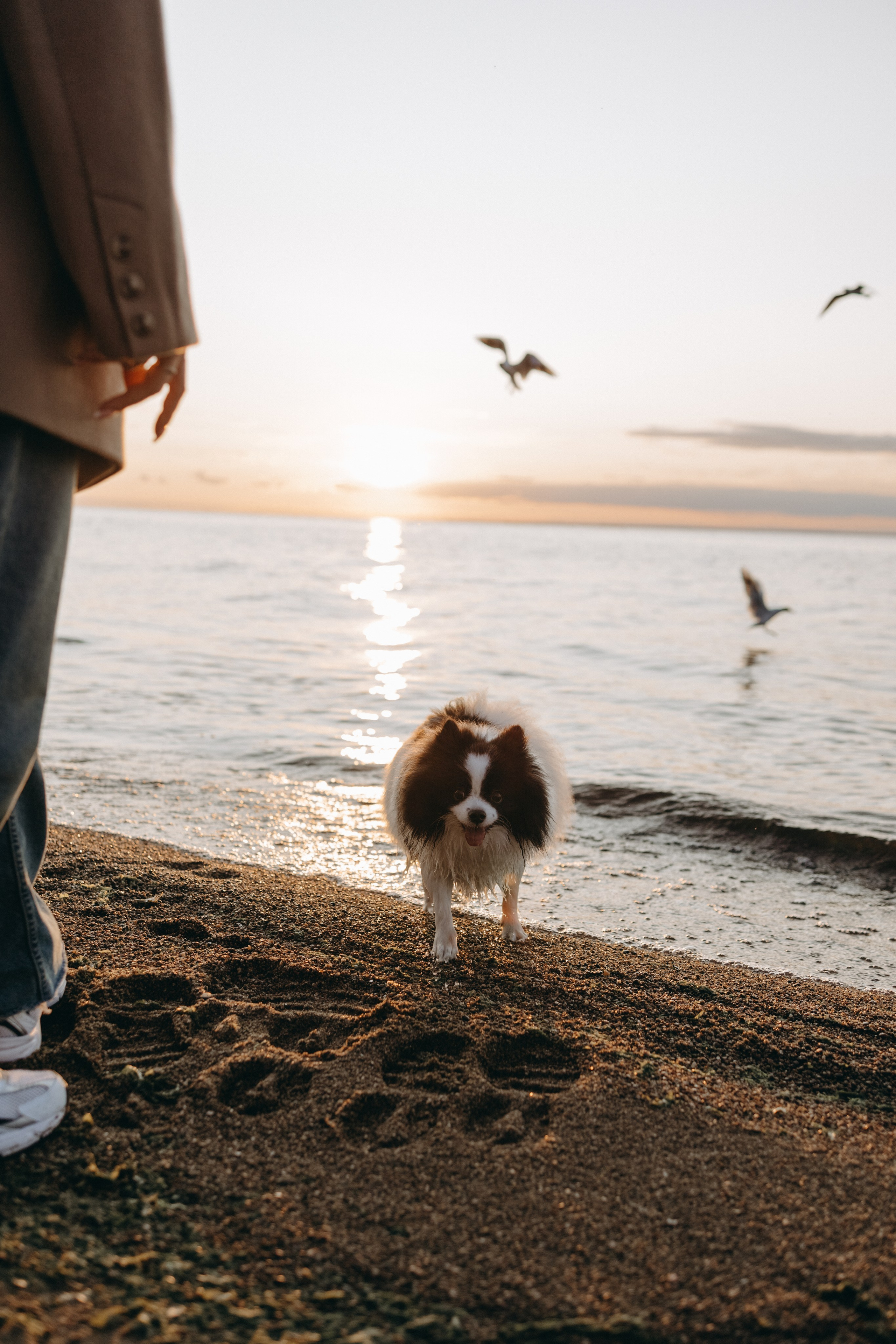 Диана и ее мальчики. Фотограф — Анималист | Санкт-Петербург