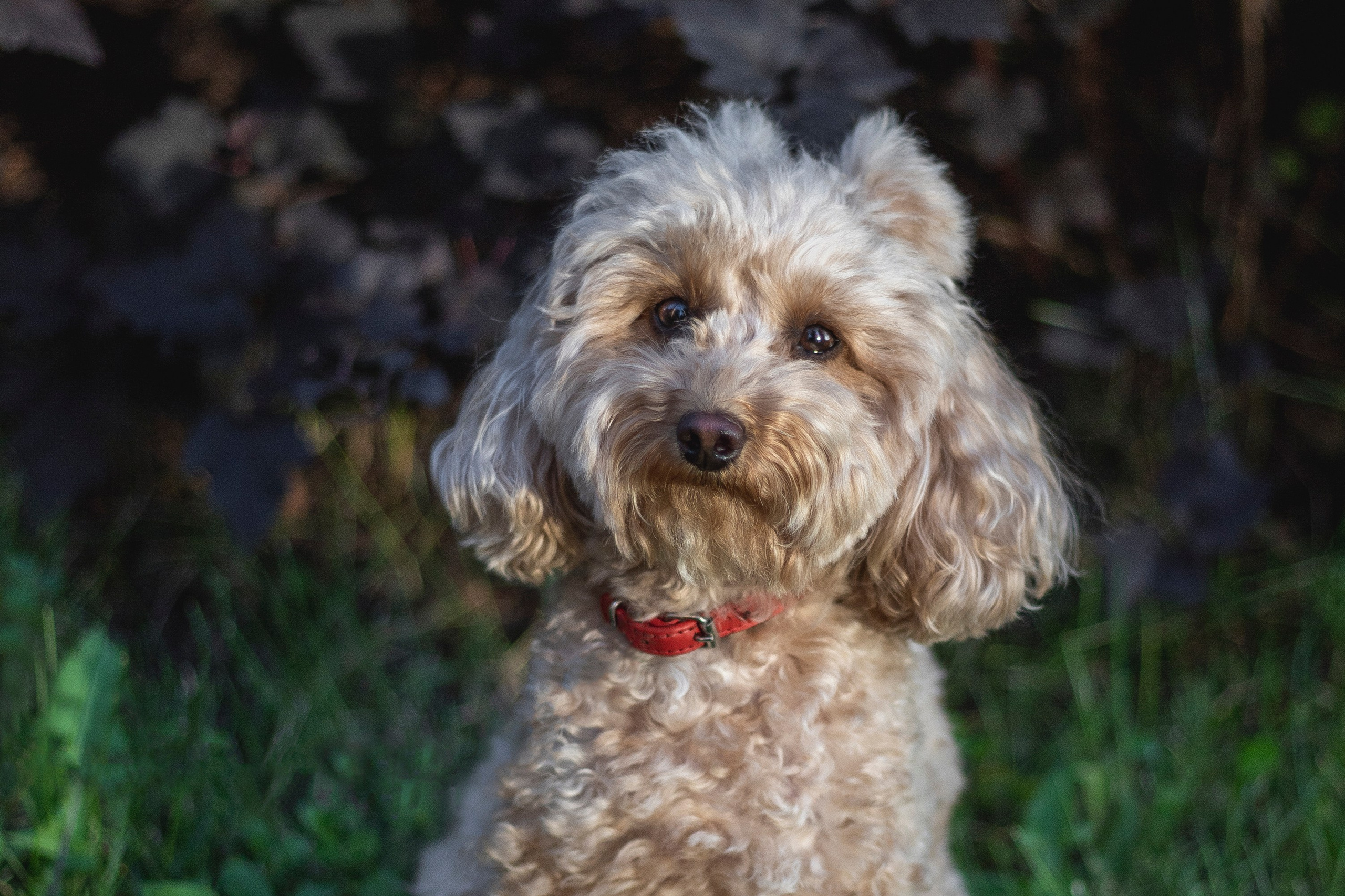 Портфолио. Фотограф-анималист Анна Леонтьева • Москва