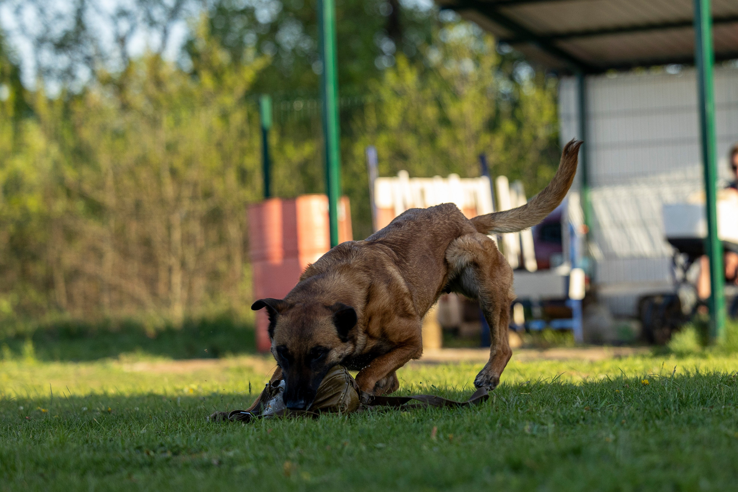 Испытания по мондьорингу в Нижнем Новгороде. Фотограф-анималист Анна Маринич