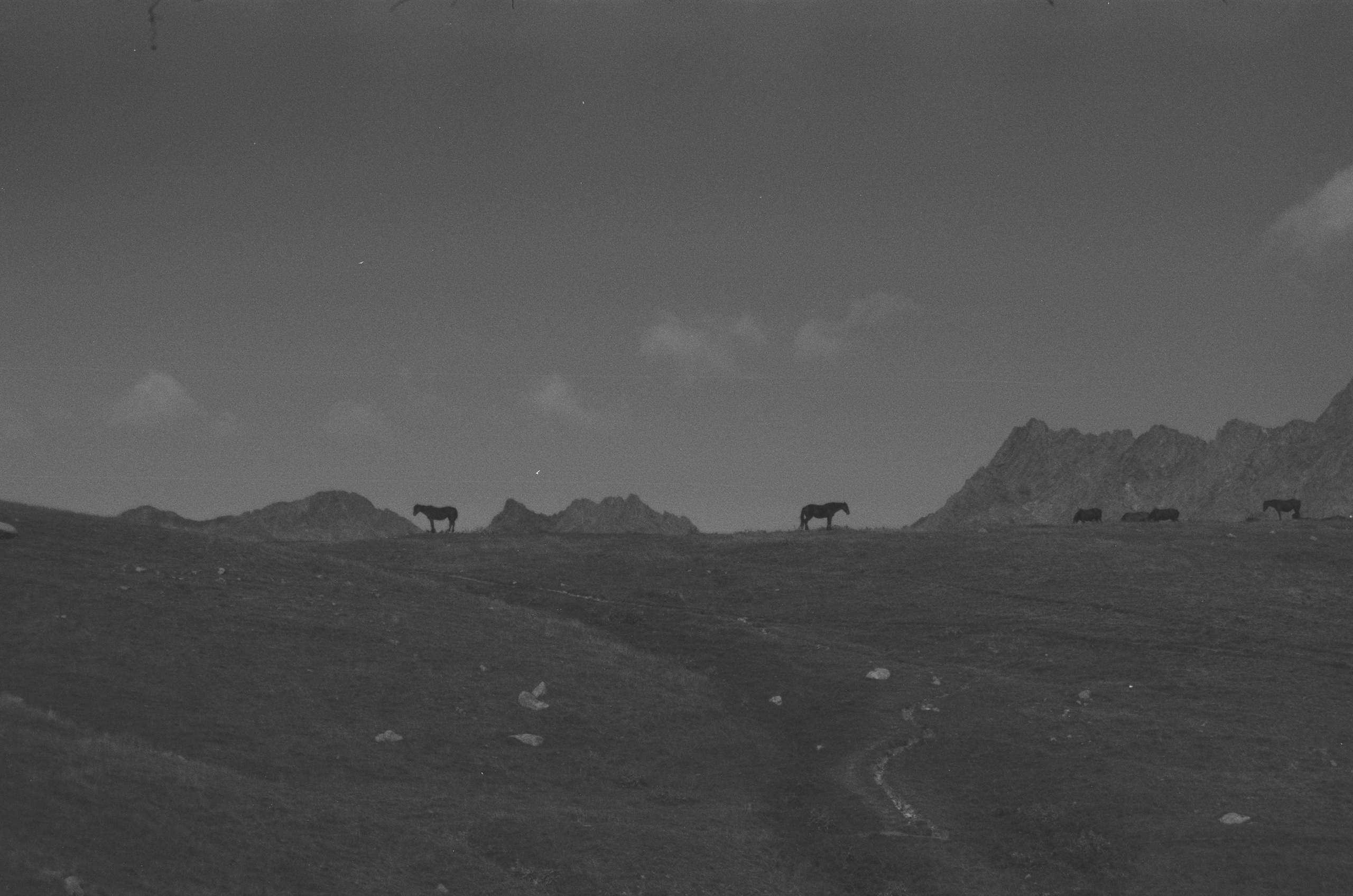 Пленка. Photo_artist