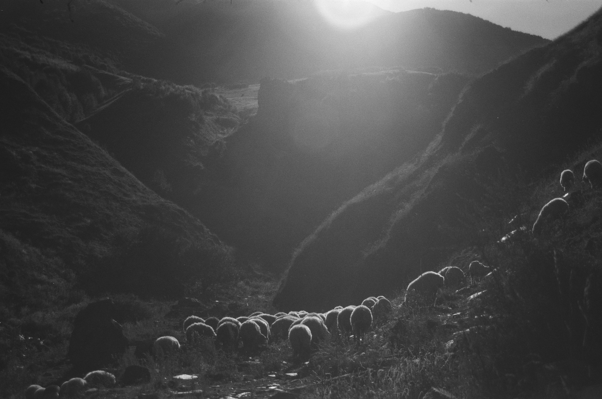 Пленка. Photo_artist