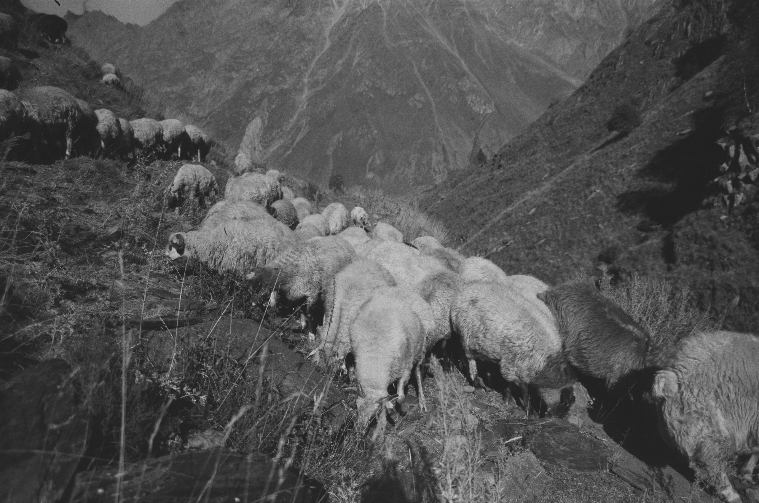 Пленка. Photo_artist