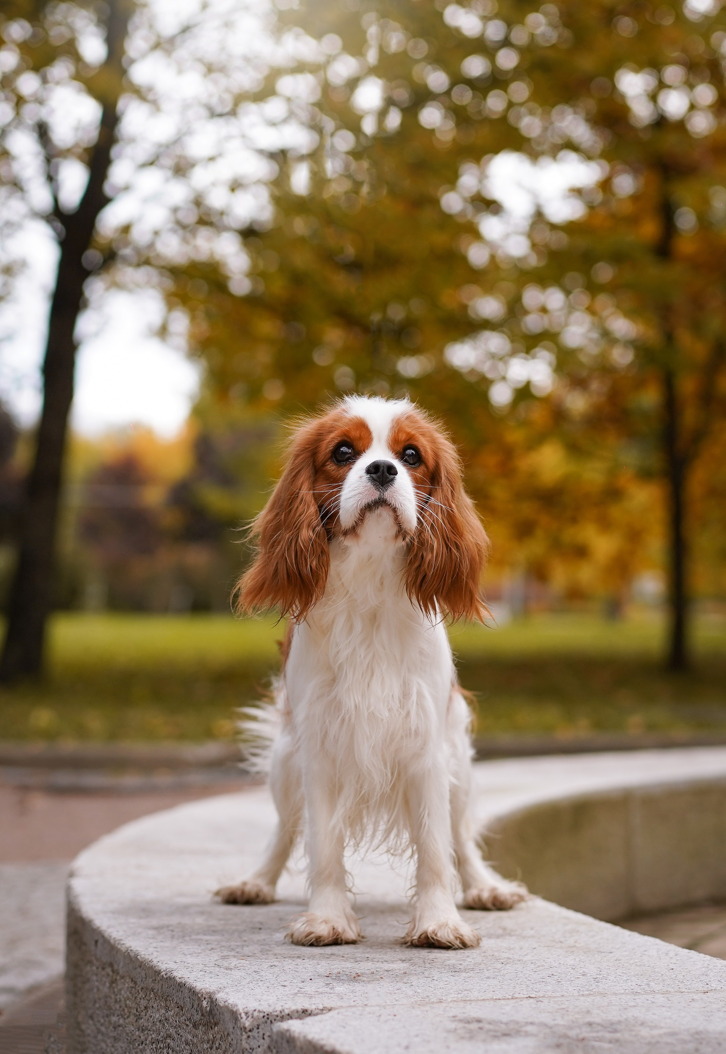 Катя Валера Саша и кавалерчики. Фотограф-анималист в Санкт-Петербурге Яна Мартынова
