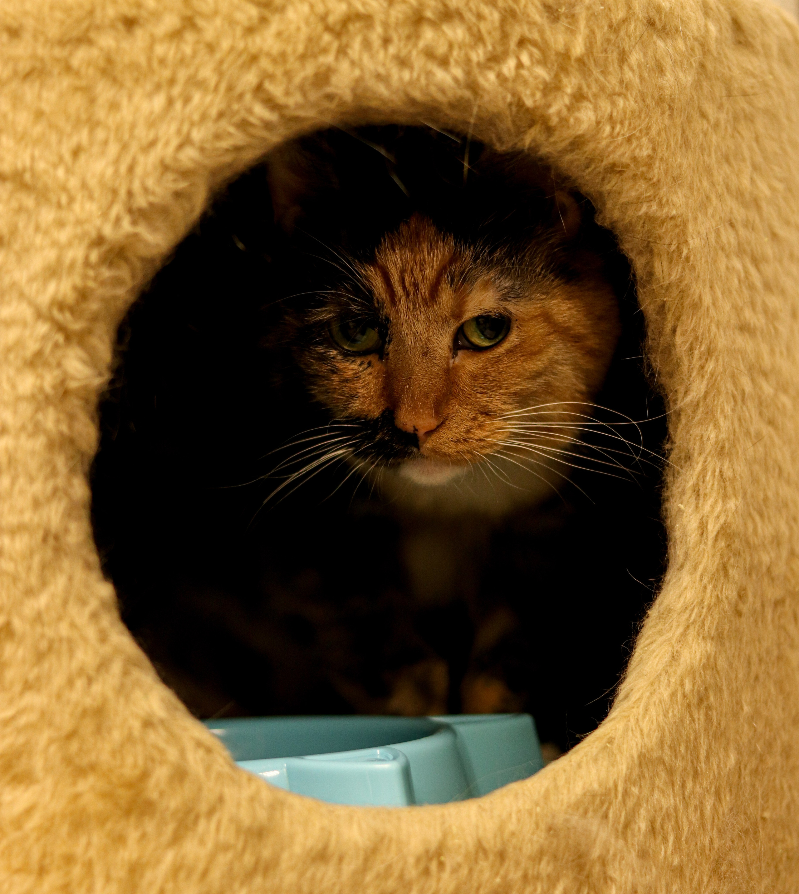 Петербургский дом кота (27 июня 2024). Ивентный фотограф в Санкт-Петербурге Олег Комков