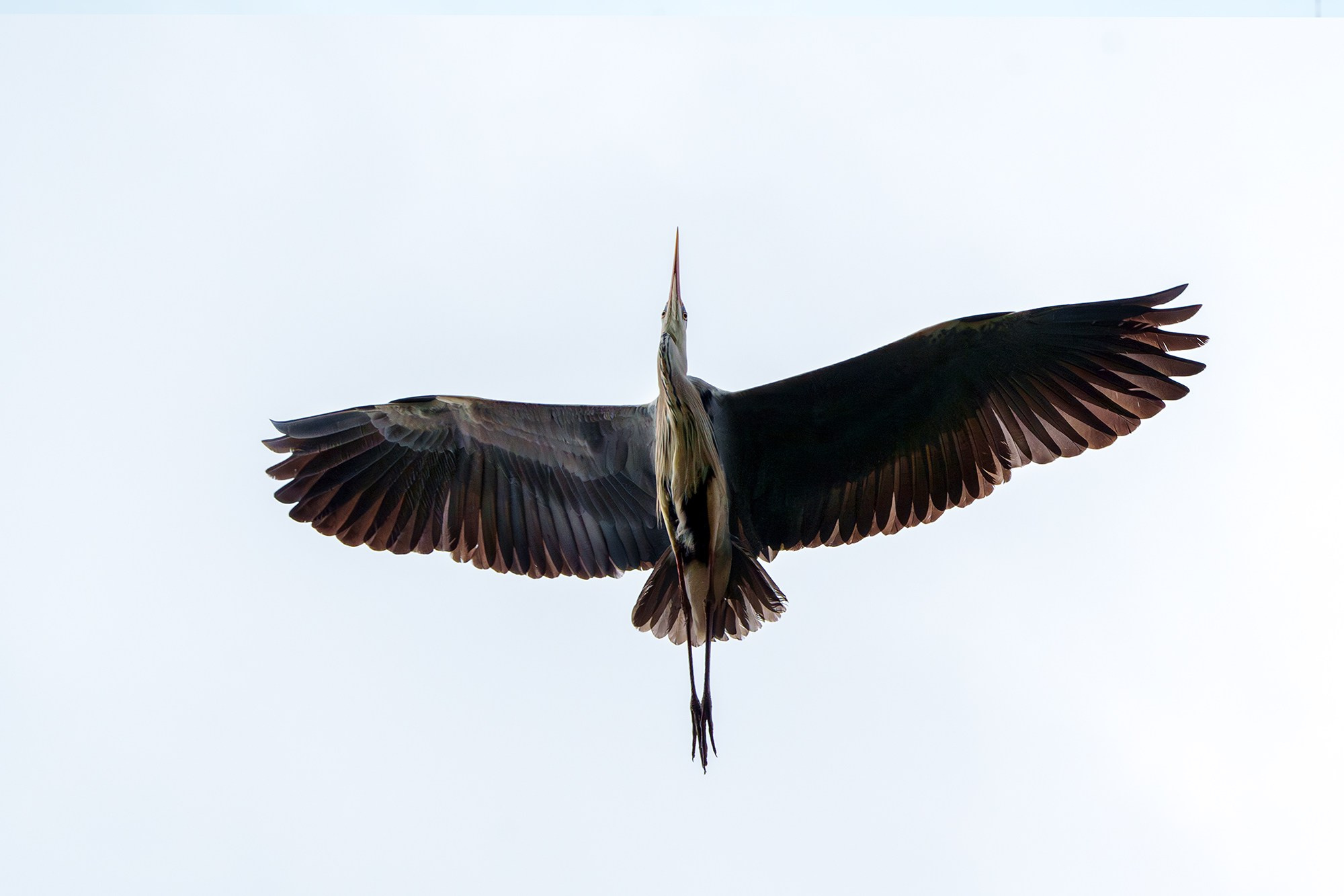 Удивительные мир птиц. Вокруг нас столько прекрасного — присмотритесь!. Ваш личный фотограф Марина Волкова