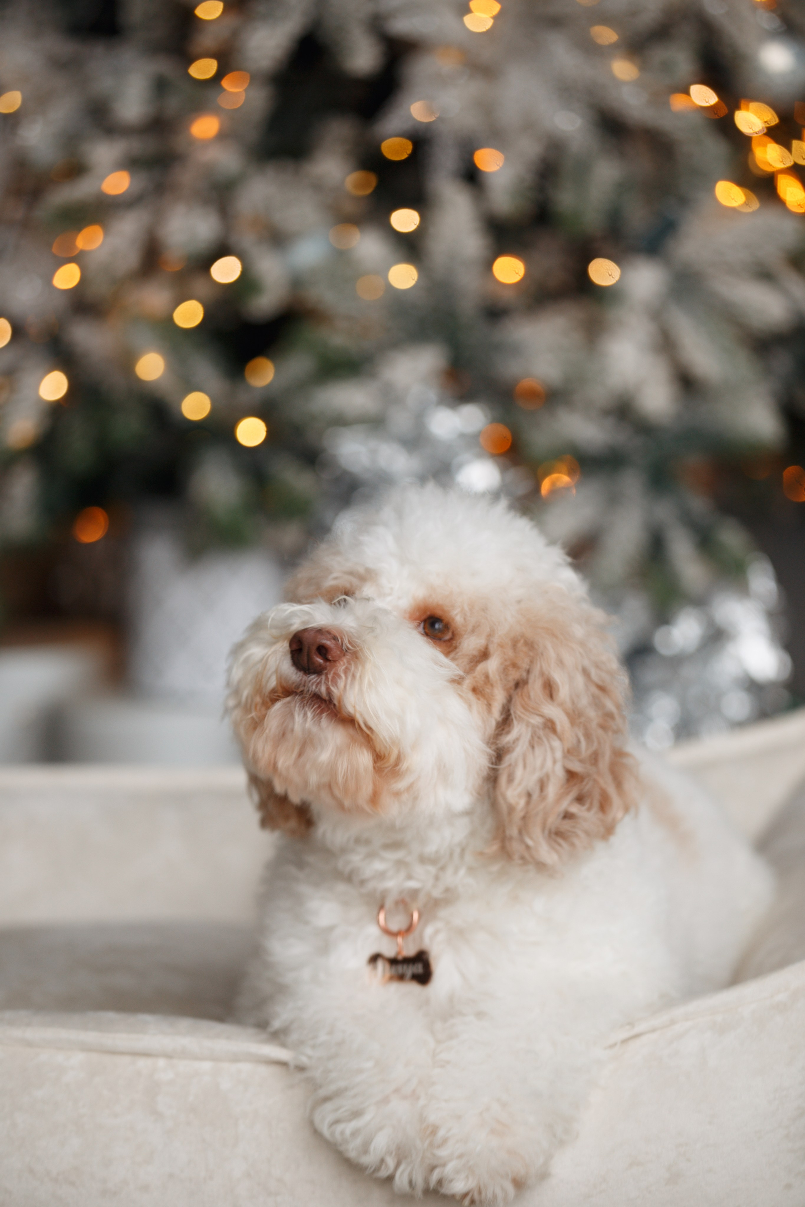 Bmbh лежанки и адресники. Фотограф анималист Кристина Карпова, Москва