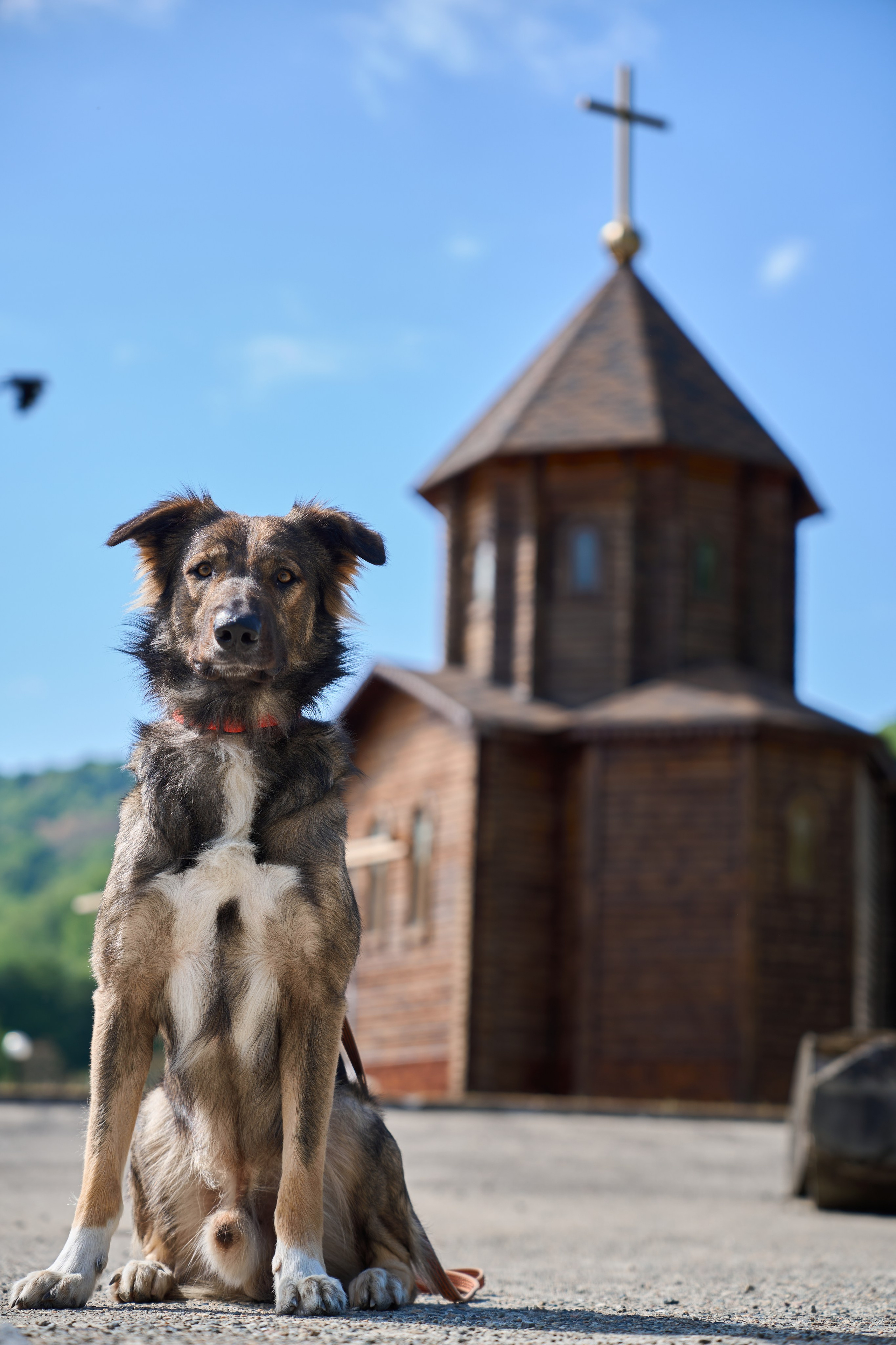 Животные отдельно