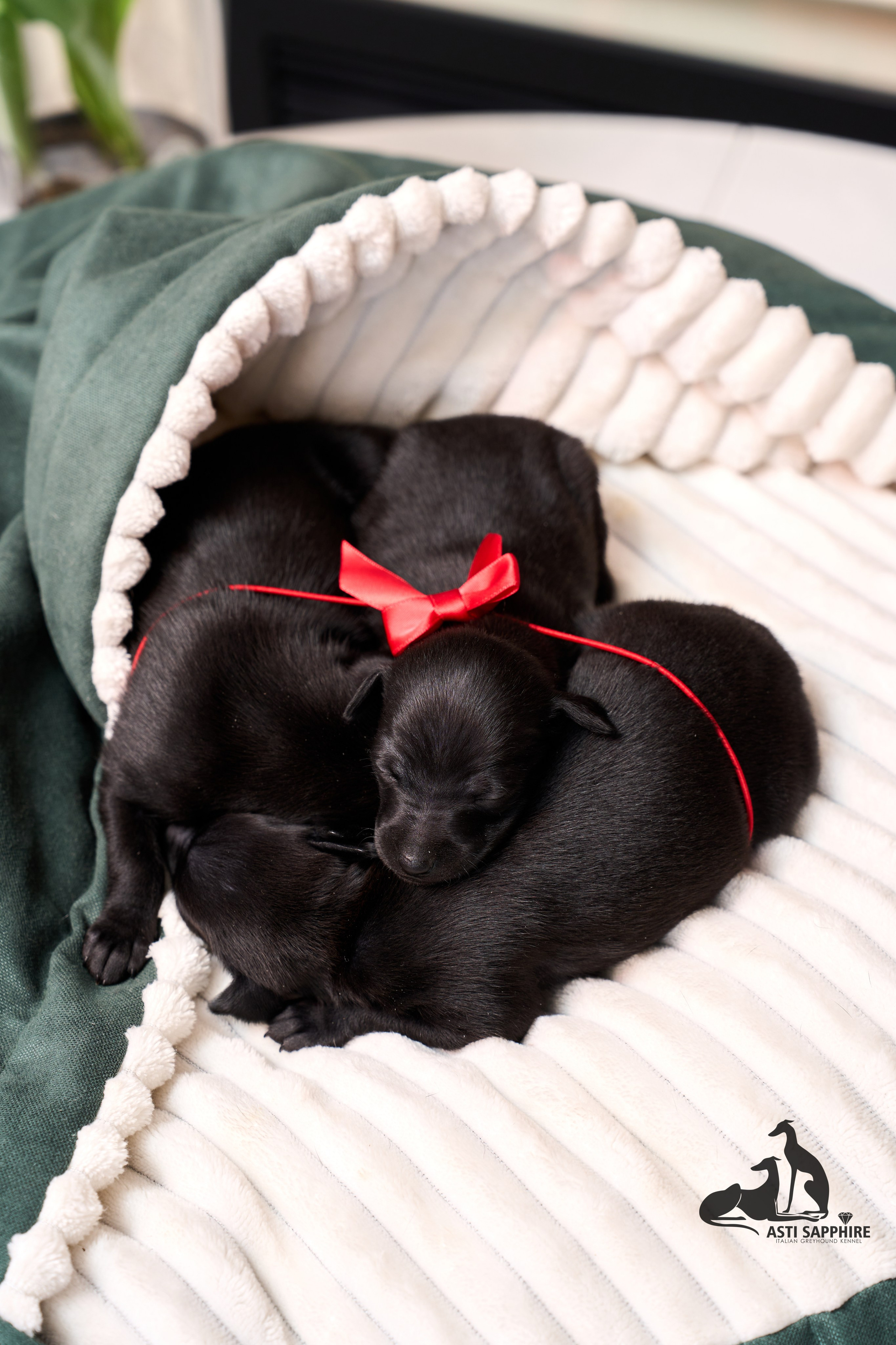 щенок Левретки фото 