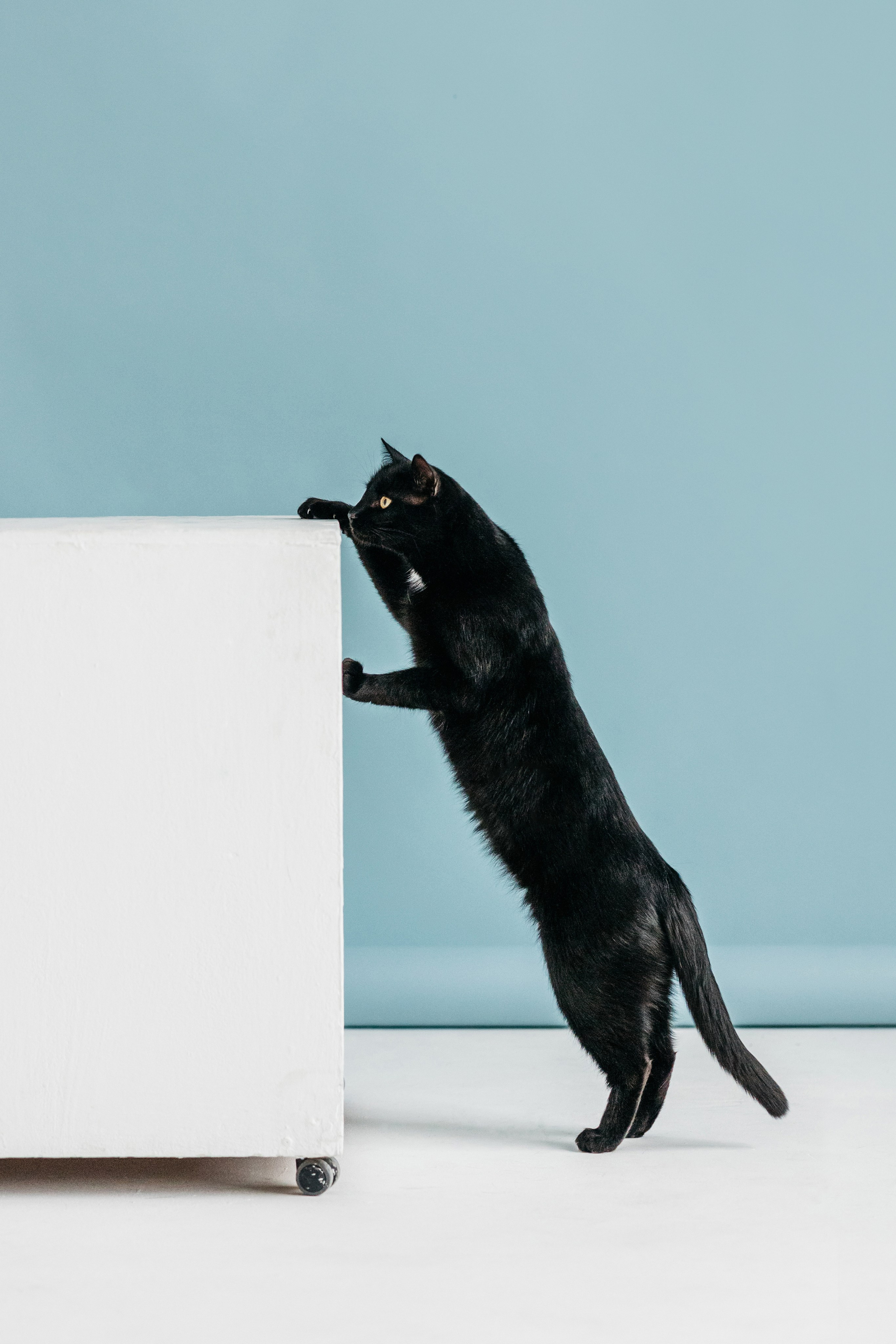 Кузя. Фотограф-анималист Елена Радченко, Москва