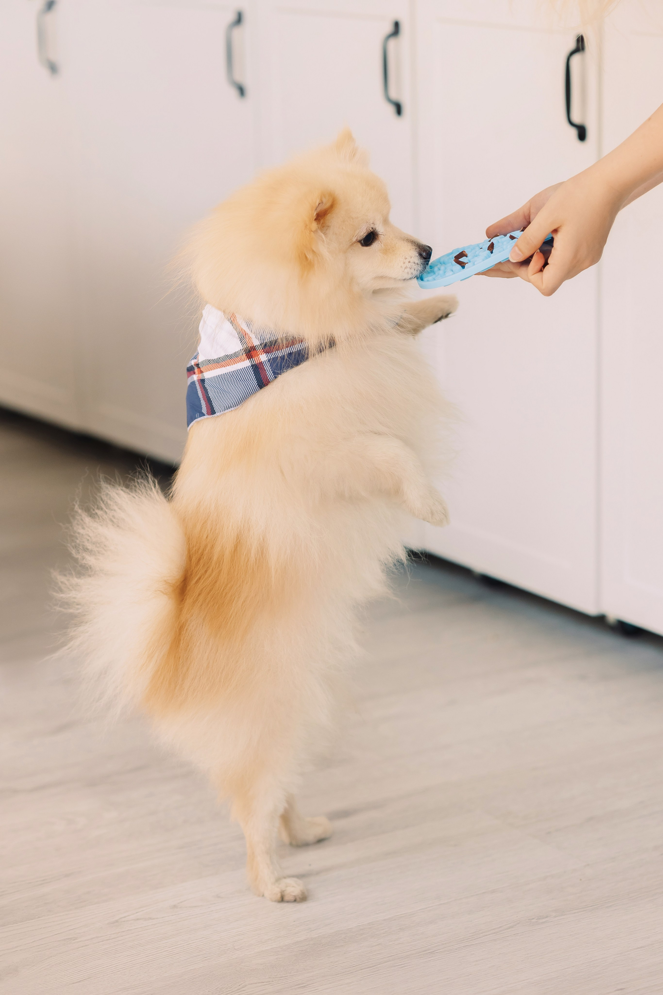 Магазин Friend of mine. Фотограф-анималист Елена Радченко, Москва