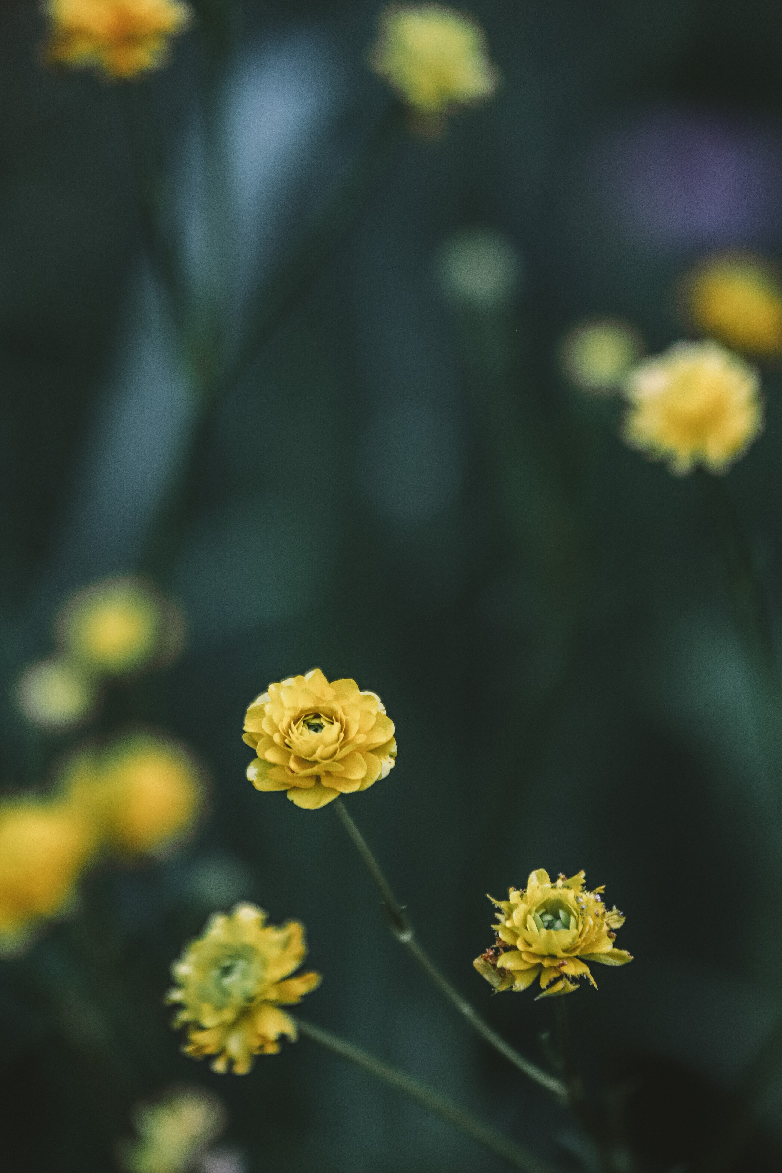 Цветы. Фотограф Ольга Мурзина