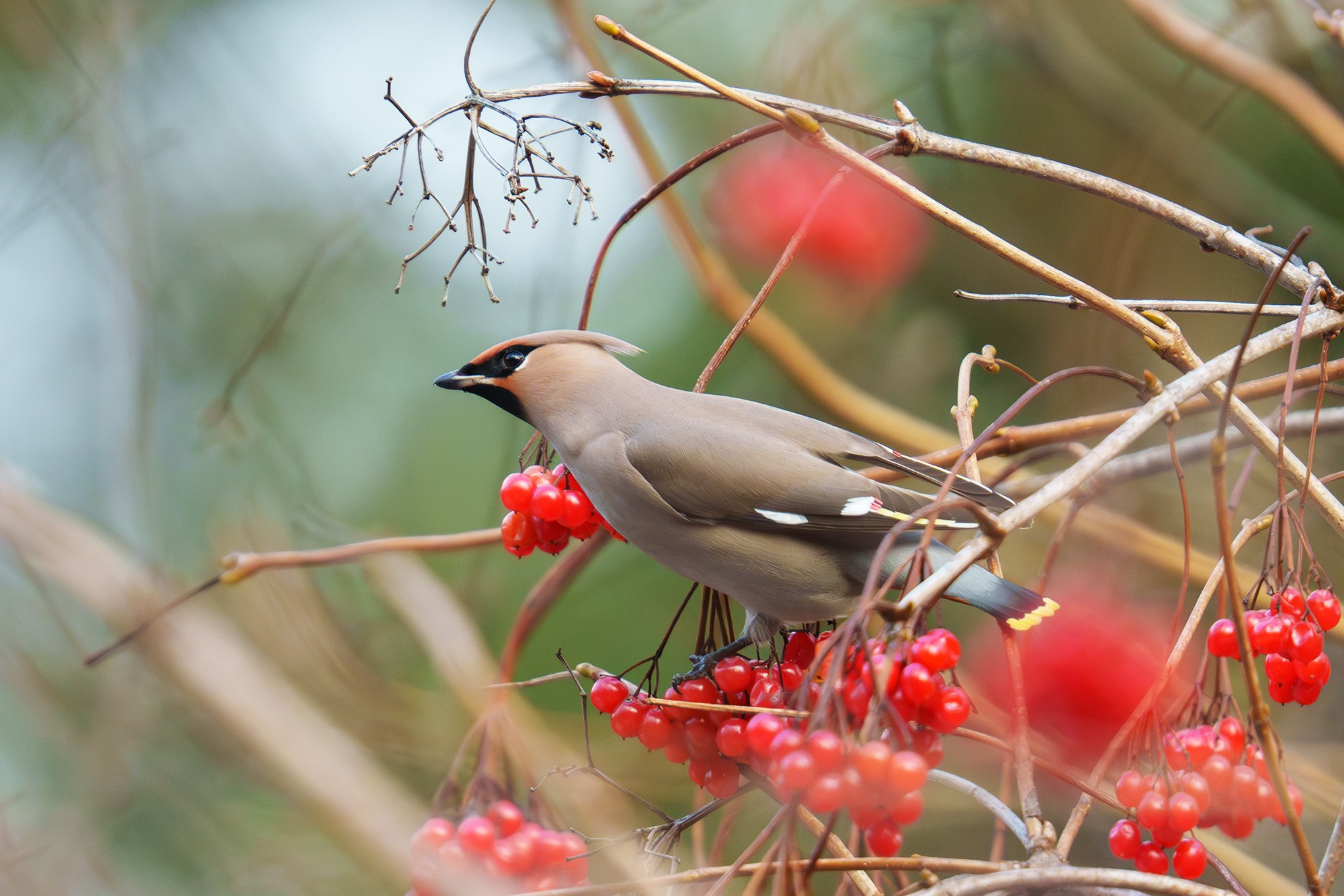 Удивительные мир птиц. Вокруг нас столько прекрасного — присмотритесь!. Ваш личный фотограф Марина Волкова